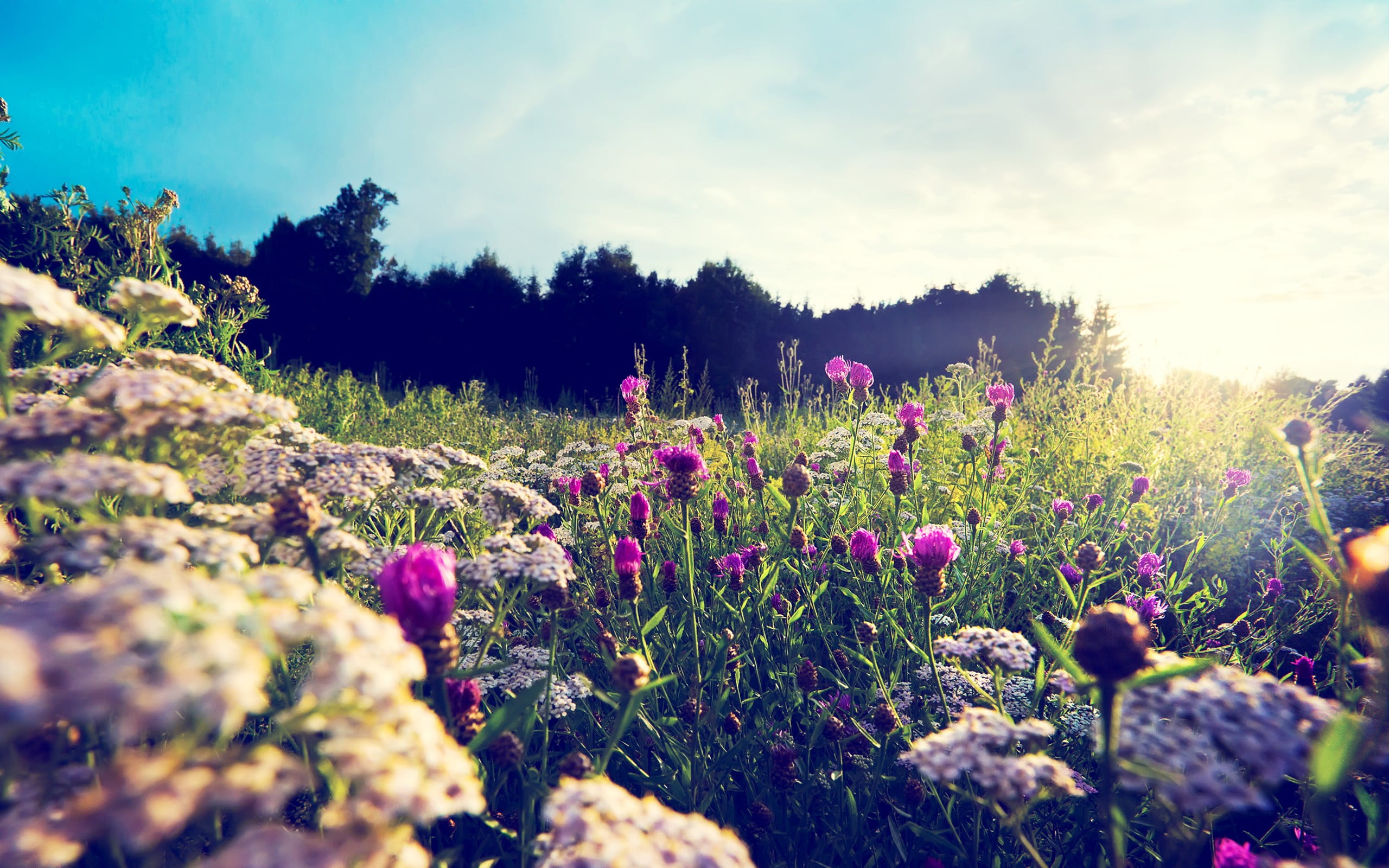 vulnerability, tree, field, outdoors, macro, sky, plants, scenics - nature, flowerbed, day, beauty in nature, sunlight, land, fragility, growth, tranquility, HD Wallpaper