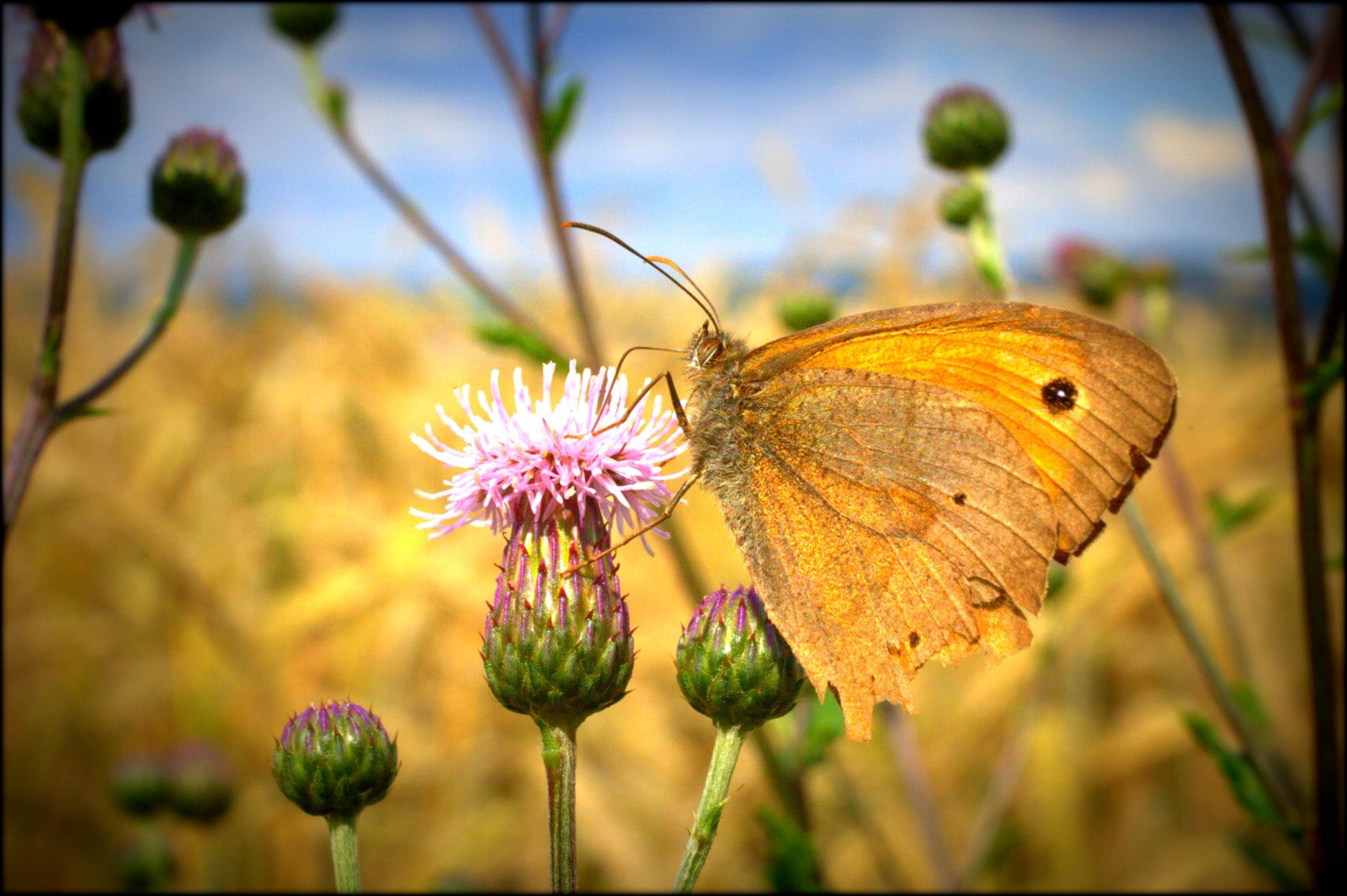 animals in the wild, animal themes, petal, flower, no people, macro, 720P, one animal, butterfly - insect, insect, flowering plant, close-up, butterfly, HD Wallpaper