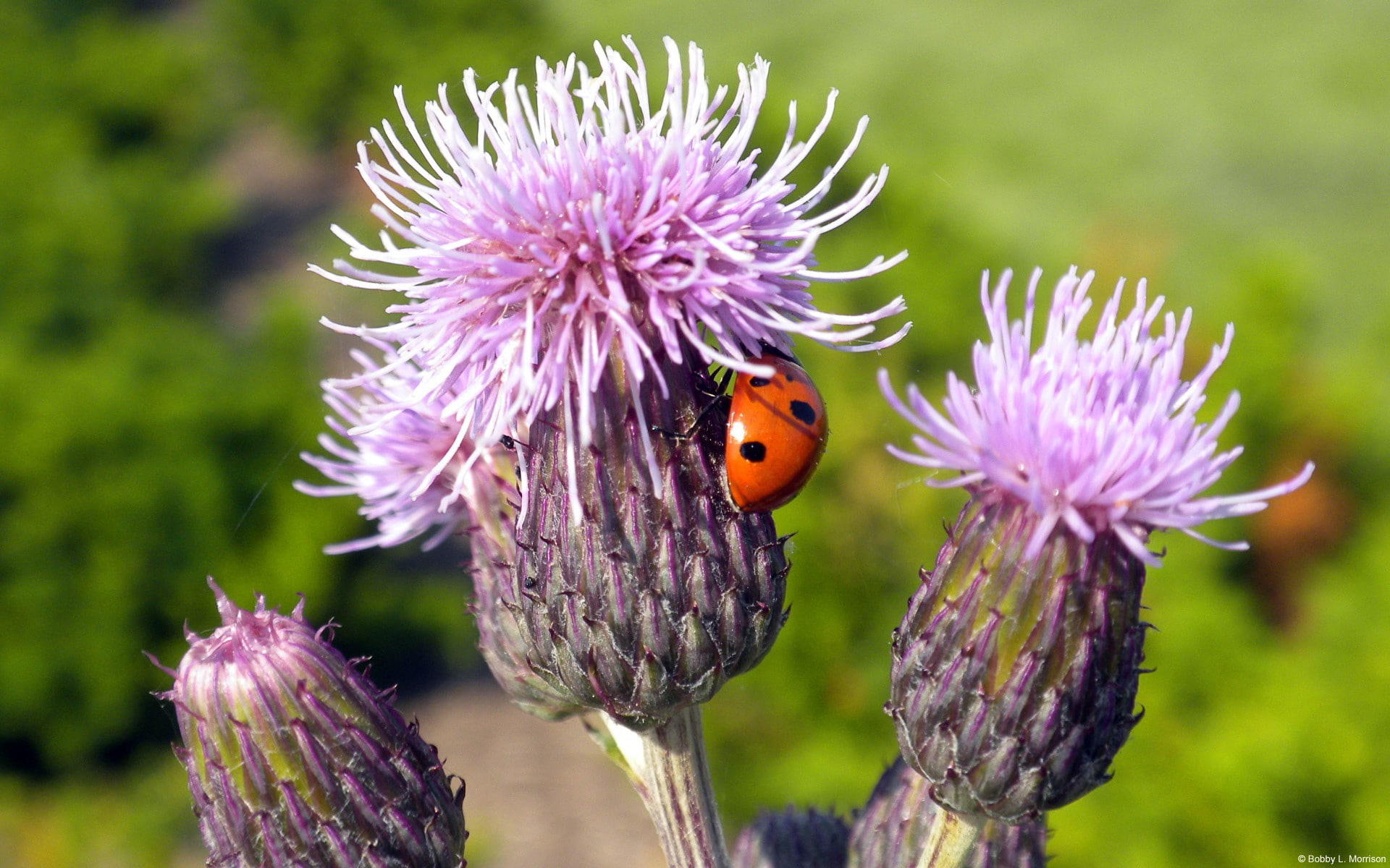 animals, plants, insect, ladybugs, 1080P, thistles, HD Wallpaper