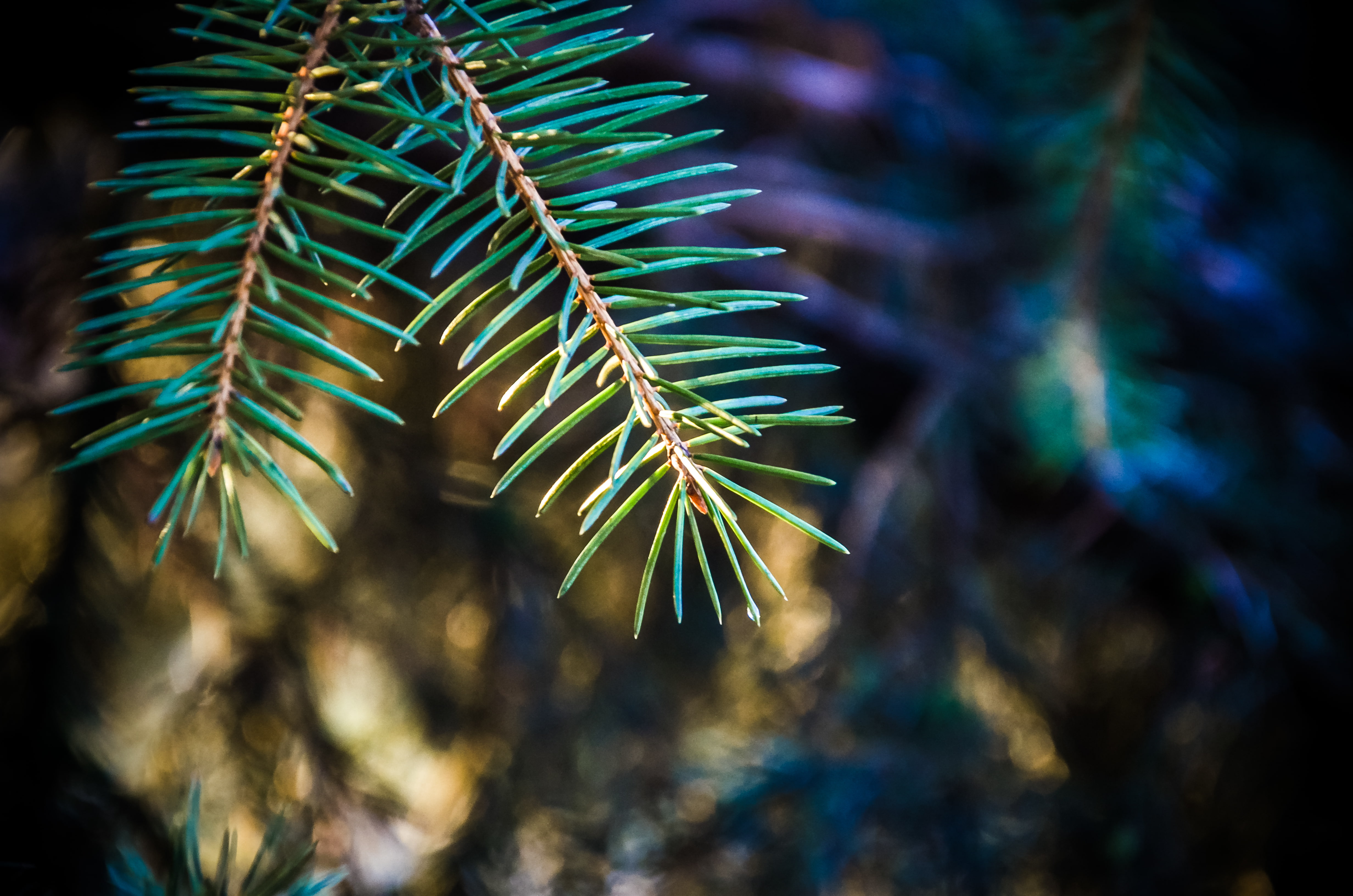 macro, pine trees, plants, 4K, HD Wallpaper