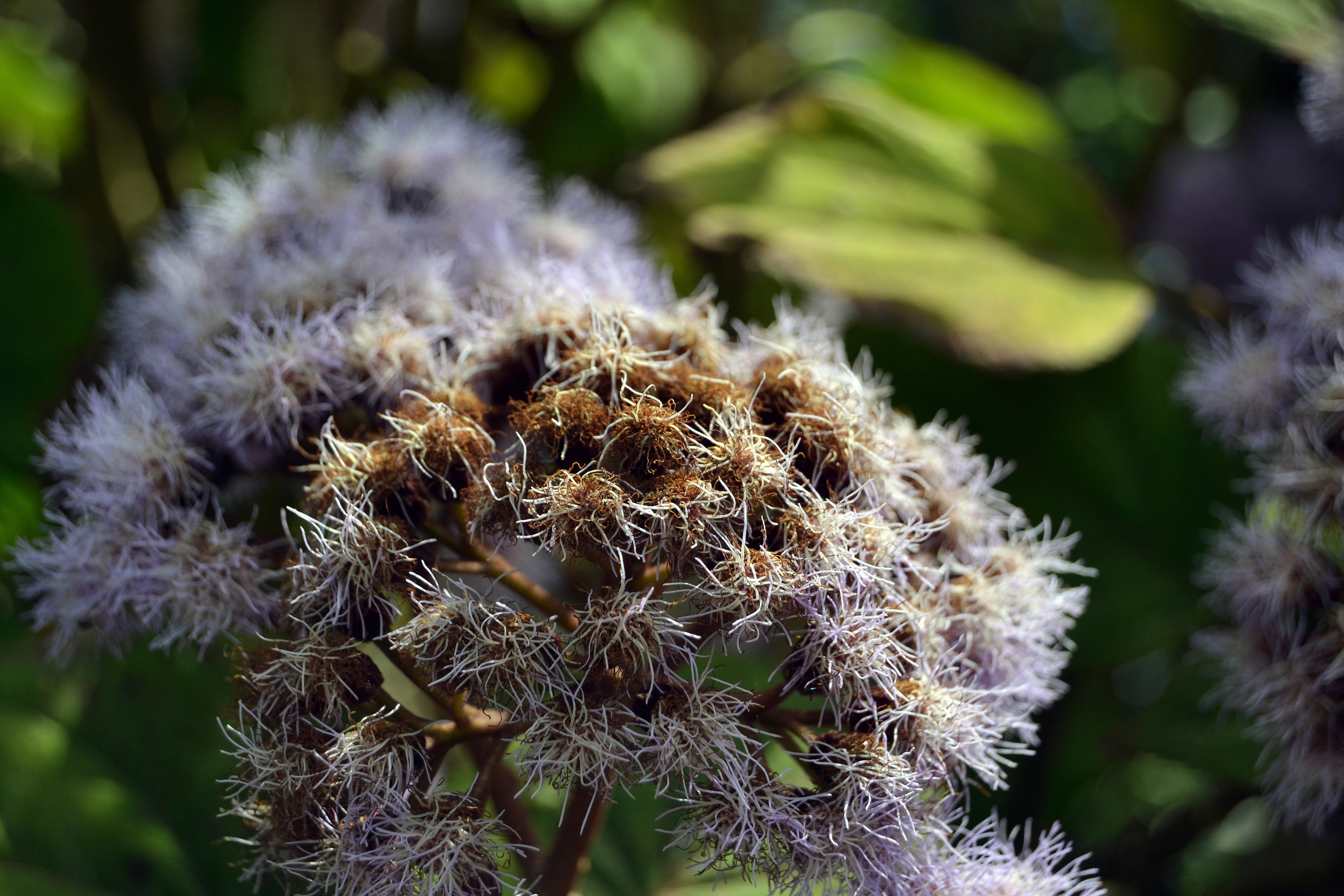flowers, plant, purple, fragility, no people, land, tree, branch, white color, softness, freshness, season, growth, backgrounds, ageratum, tranquility, HD Wallpaper