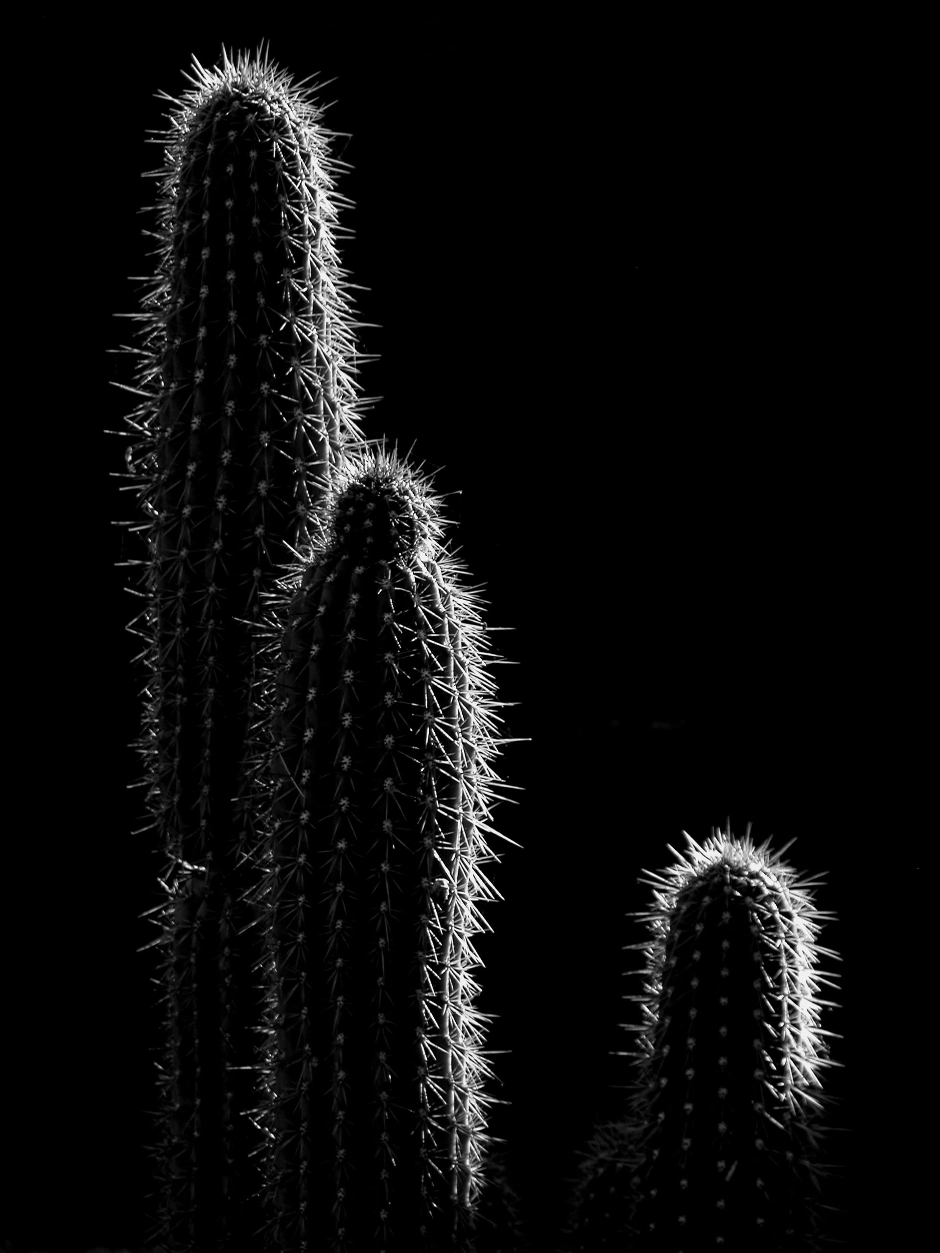2K, tranquility, black and white, focus on foreground, black background, cactus, beauty in nature, spiky, flower, close-up, succulent plant, spiked, day, Phone HD Wallpaper