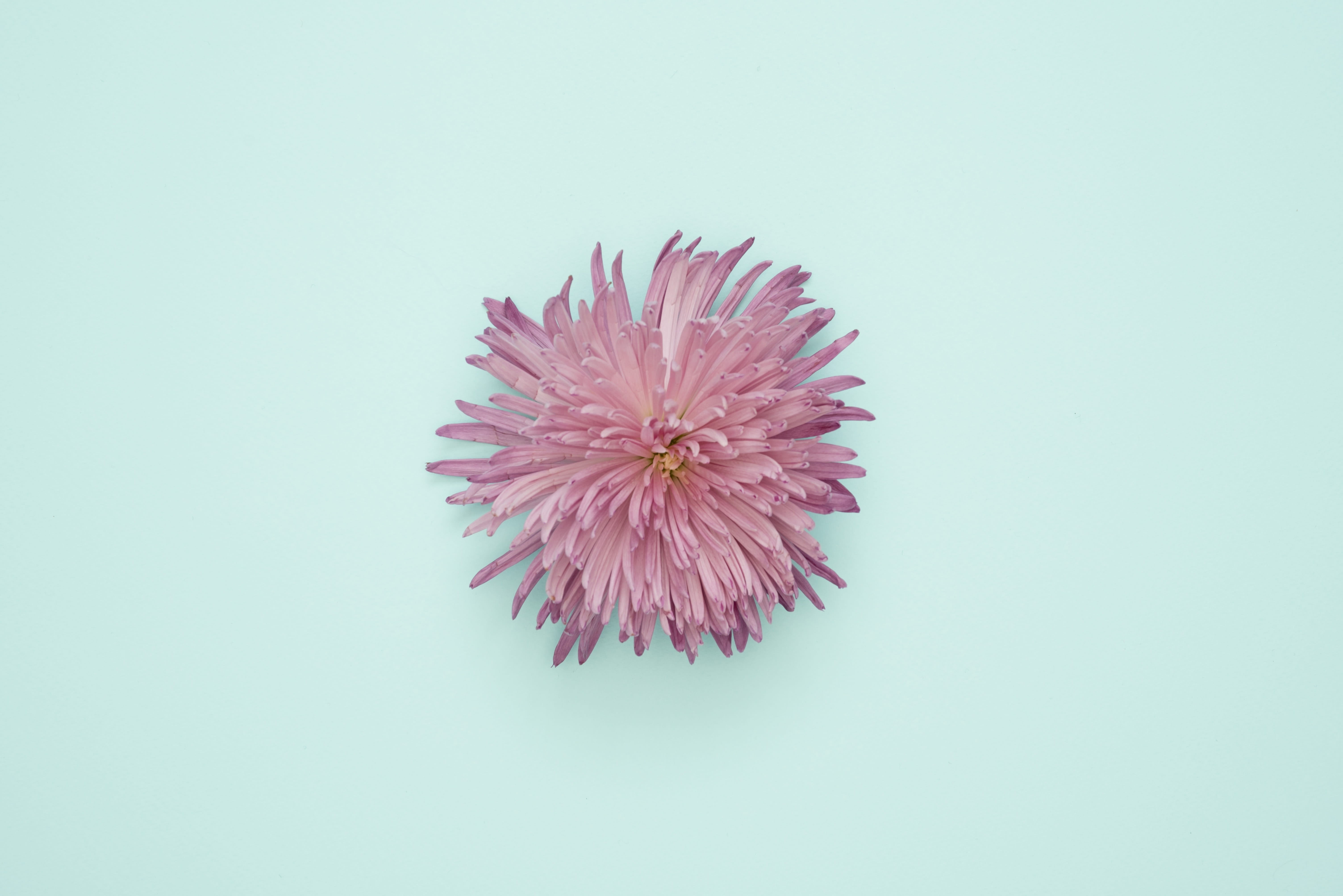 flowers, fragility, colored background, freshness, 5K, colorful, indoors, nature, garden, white background, blue, spiky, flower, vulnerability, inflorescence, HD Wallpaper