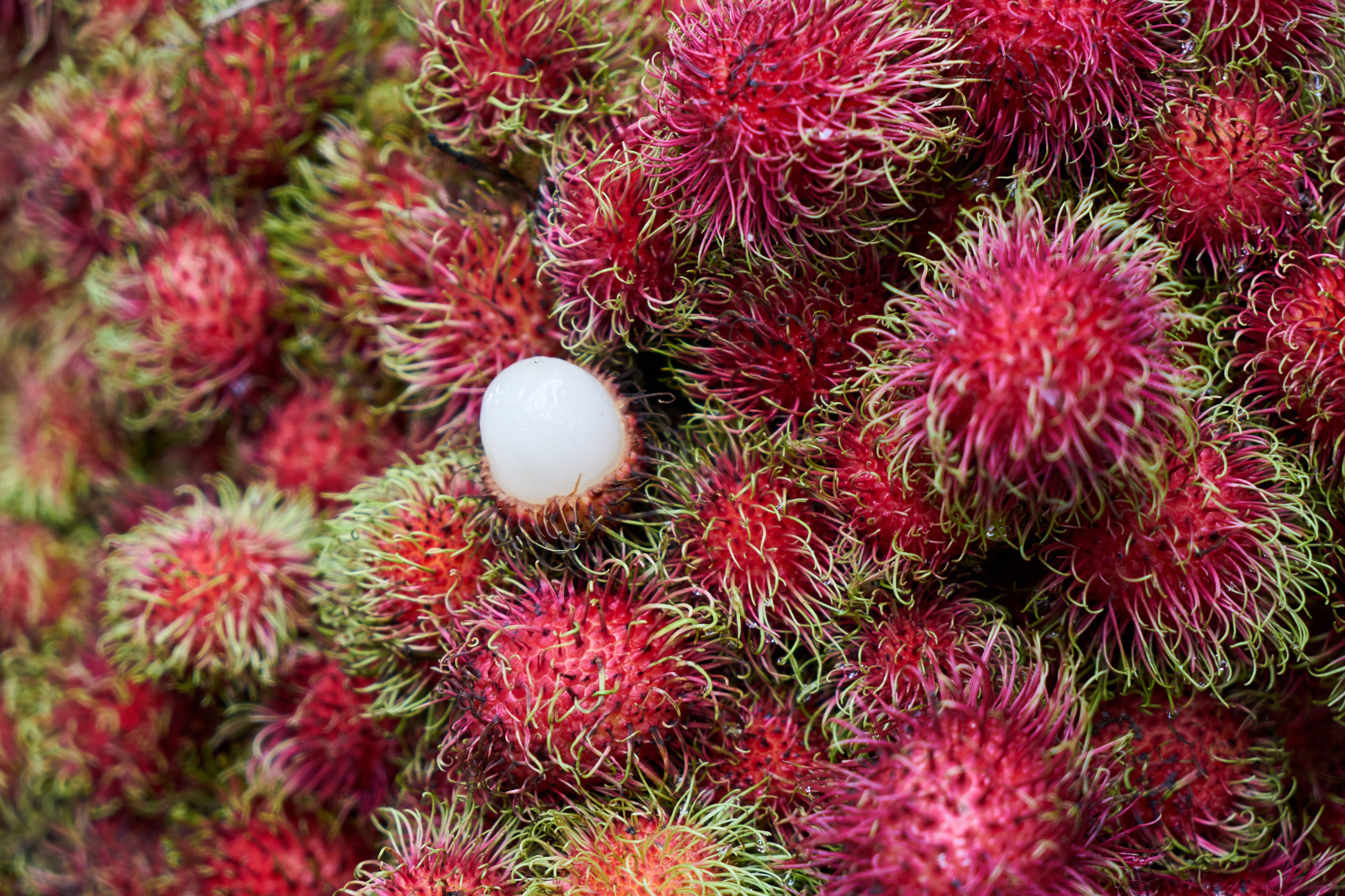 bunch, vitamin, malaysia, lychee, no people, nature, tropical fruit, fresh, fruits, fruit garden, red fruit, fruit, spiky, background, healthy, food photo, HD Wallpaper