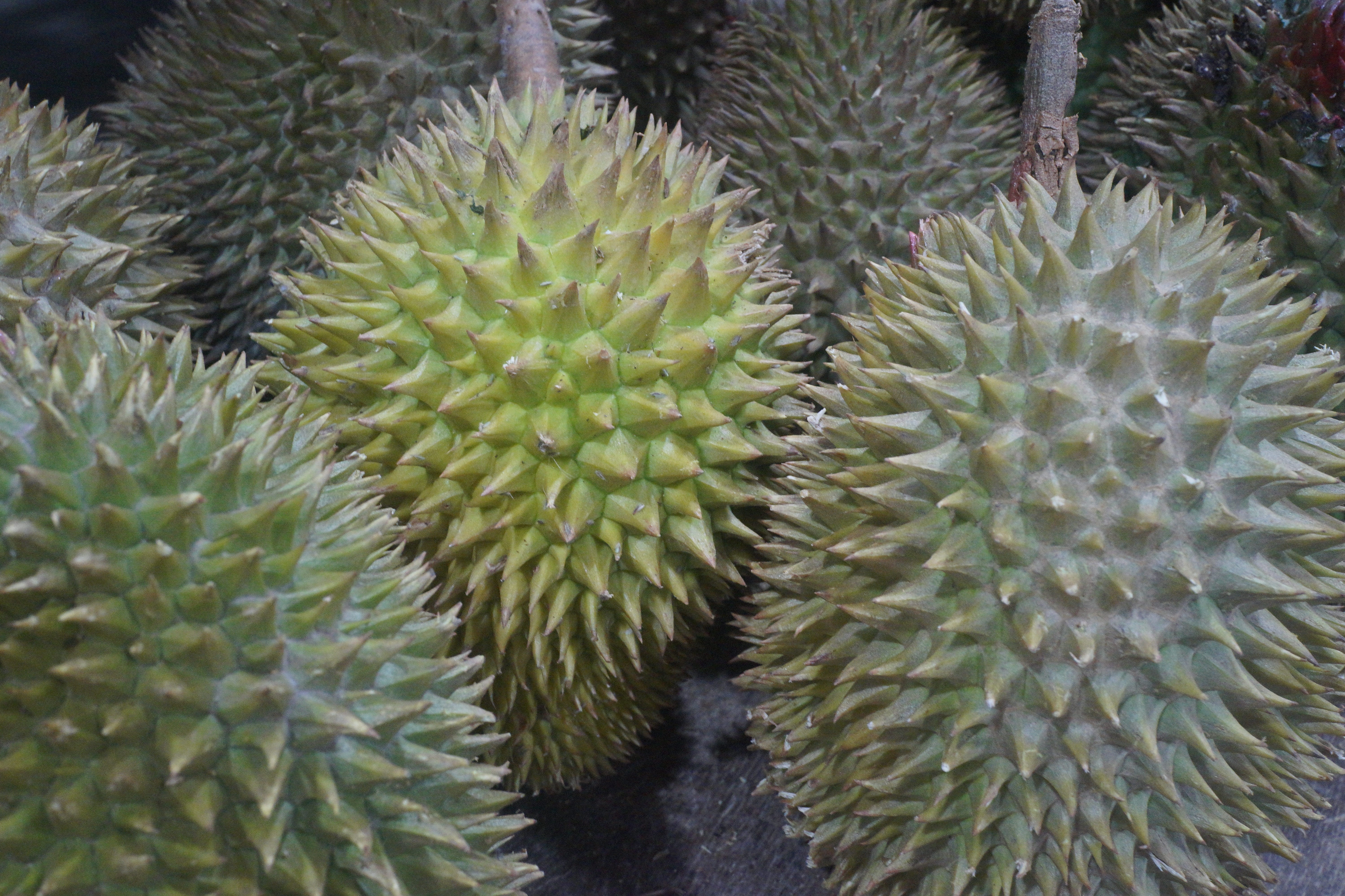 durian fruit, spiked, healthy eating, succulent plant, backgrounds, plant, freshness, cactus, beauty in nature, king of fruits, spiky, growth, full frame, HD Wallpaper