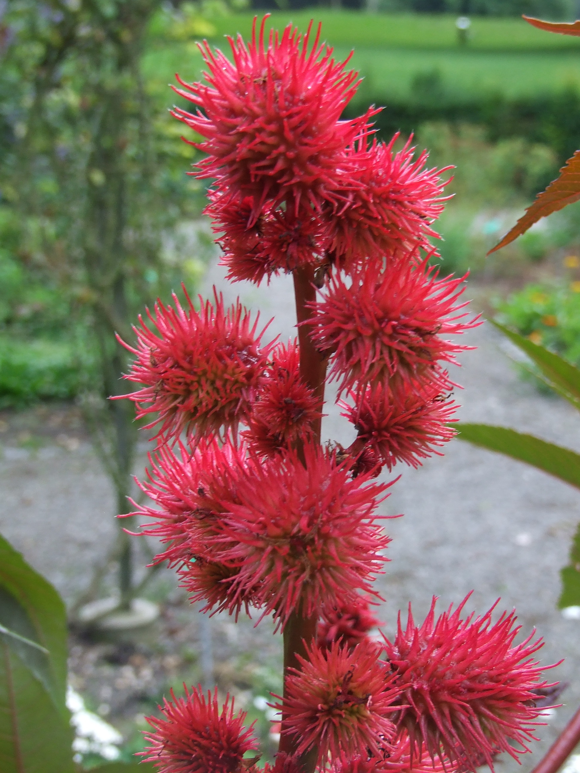 spiked, medicinal herb, spiky, castor oil plant, nature, plant, freshness, flower head, focus on foreground, flowering plant, maroon, red, fragility, no people, Phone HD Wallpaper