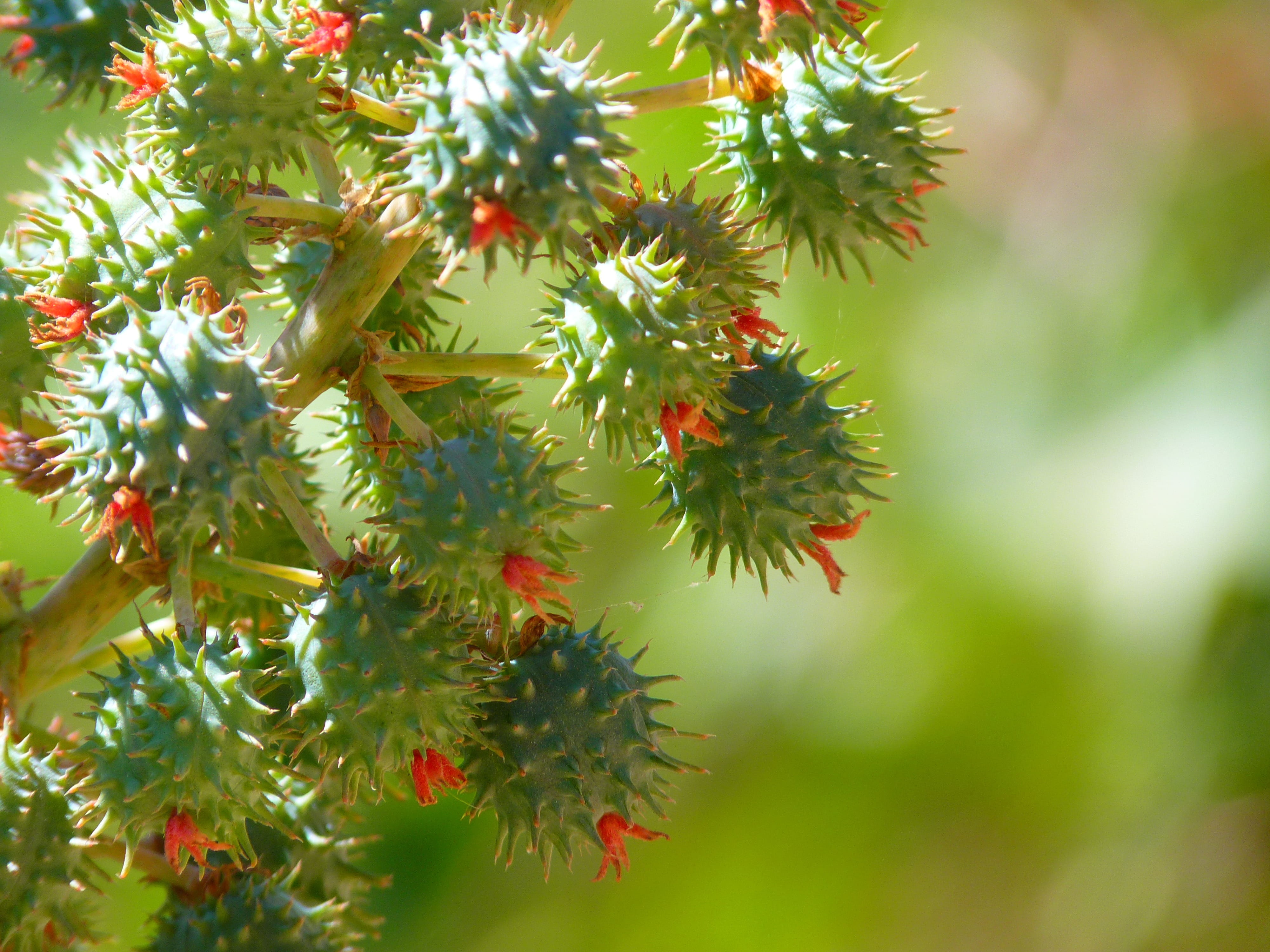 tree, bloom, plant, green color, nature, round, healthy eating, 4K, leaf, red, photography, food and drink, freshness, spiky, focus, focus on foreground, HD Wallpaper
