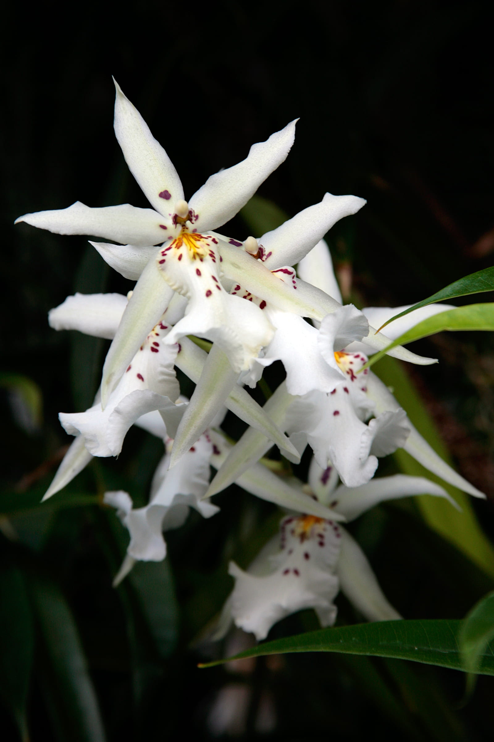 vulnerability, orchid flower, flower spikes, female spider wasps, focus on foreground, parasitic wasps, white color, day, flower, fragility, beauty in nature, Phone HD Wallpaper