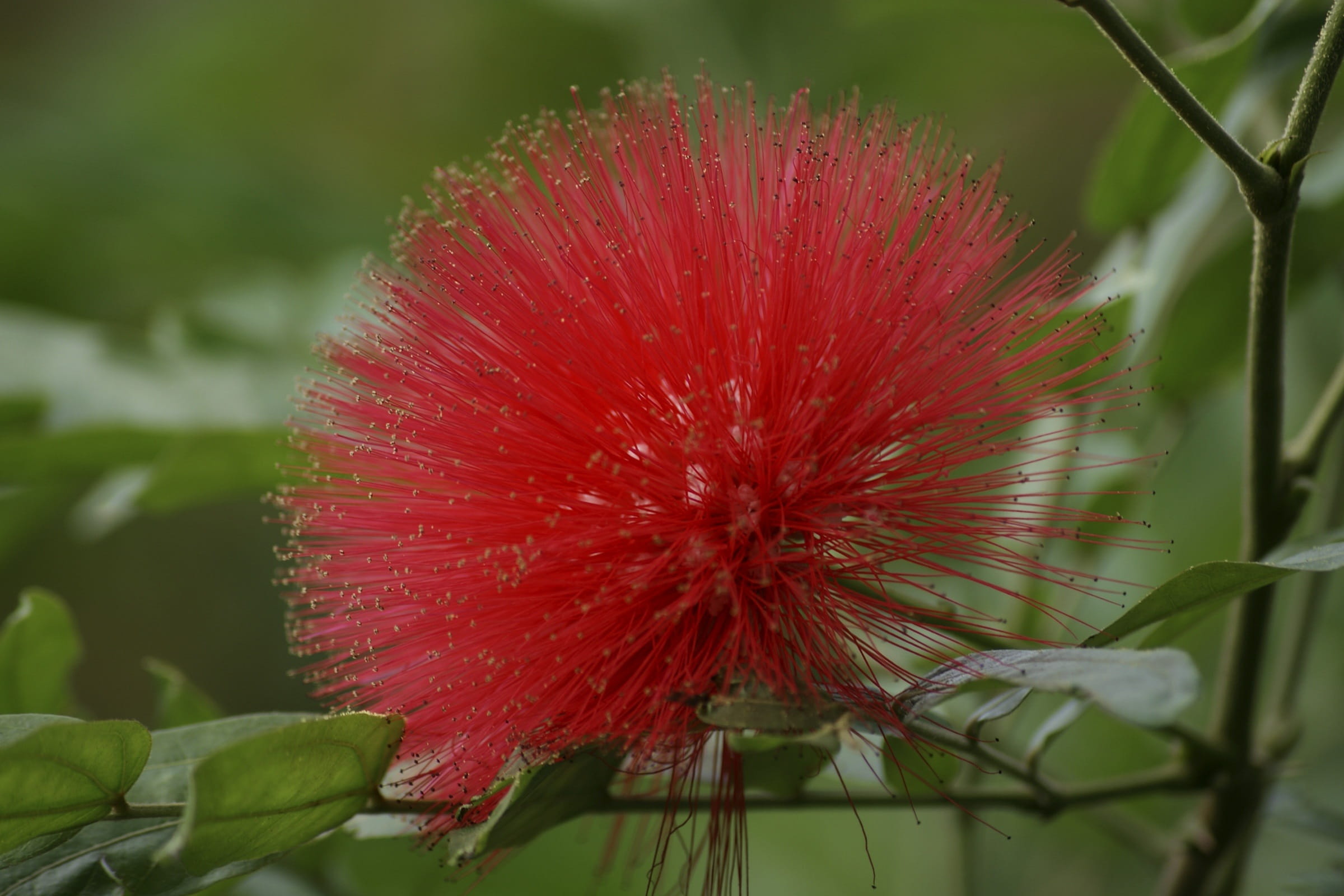 Pohutukawa, no people, selective focus, inflorescence, softness, Blossom, day, fragility, growth, new zealand christmas tree, close-up, green, Bloom, vulnerability, HD Wallpaper