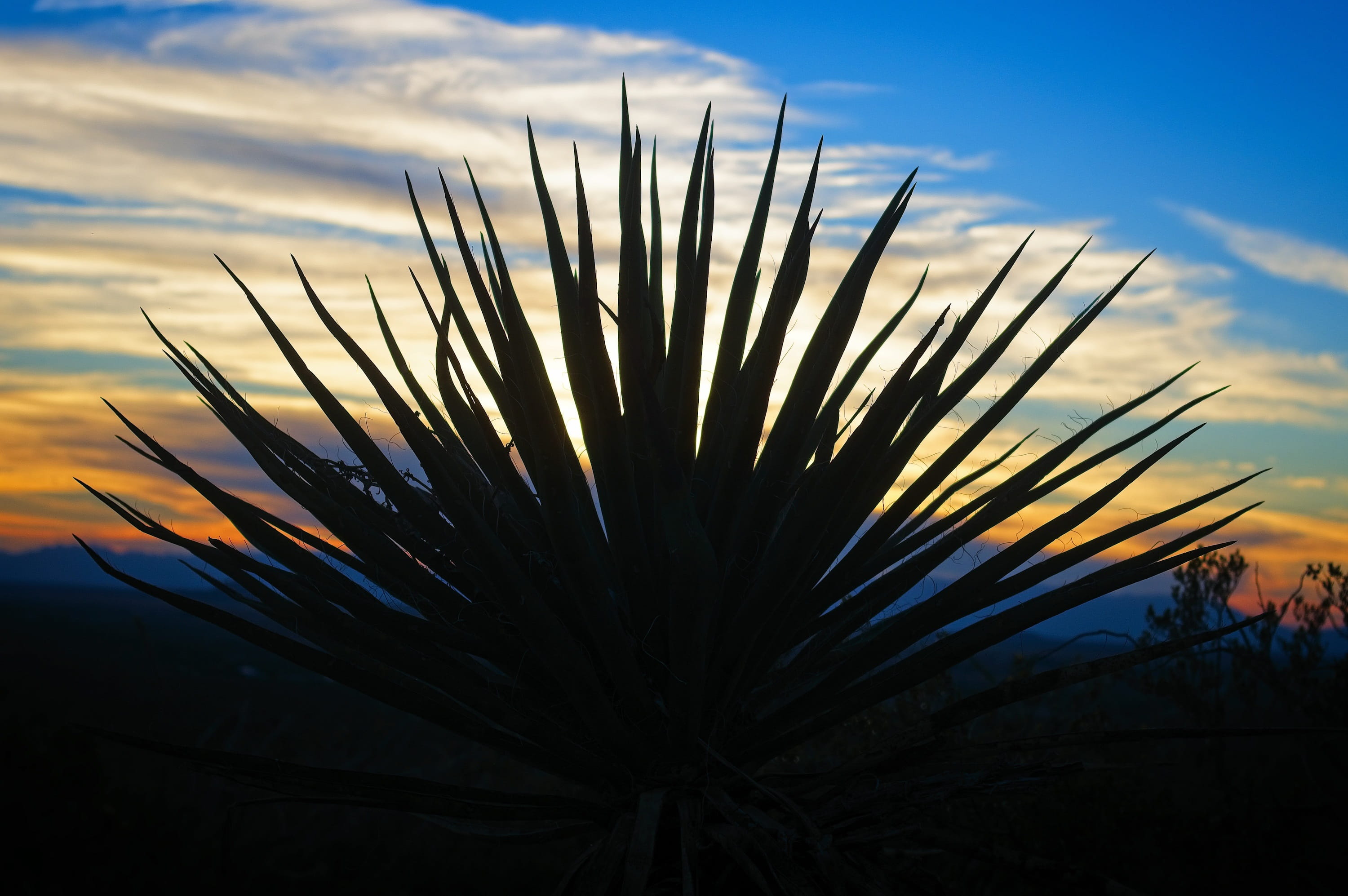 day, silhouette, growth, dusk, land, beauty in nature, spiky, yucca, west, low angle view, outdoor, coniferous tree, outdoors, new, focus on foreground, HD Wallpaper