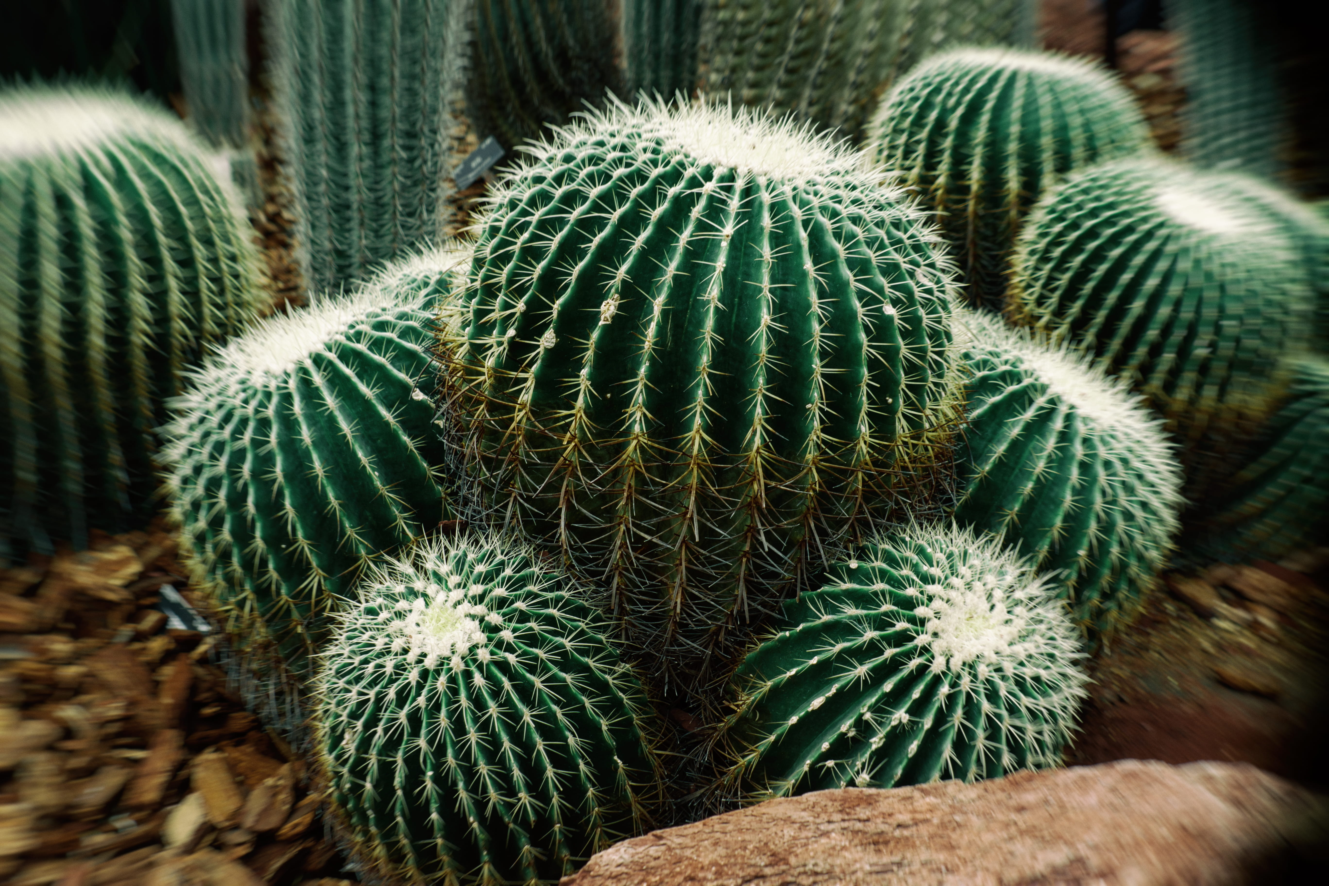 natural pattern, close-up, green color, outdoors, no people, focus on foreground, nature, barrel cactus, beauty in nature, field, cactus, sharp, arid climate, HD Wallpaper