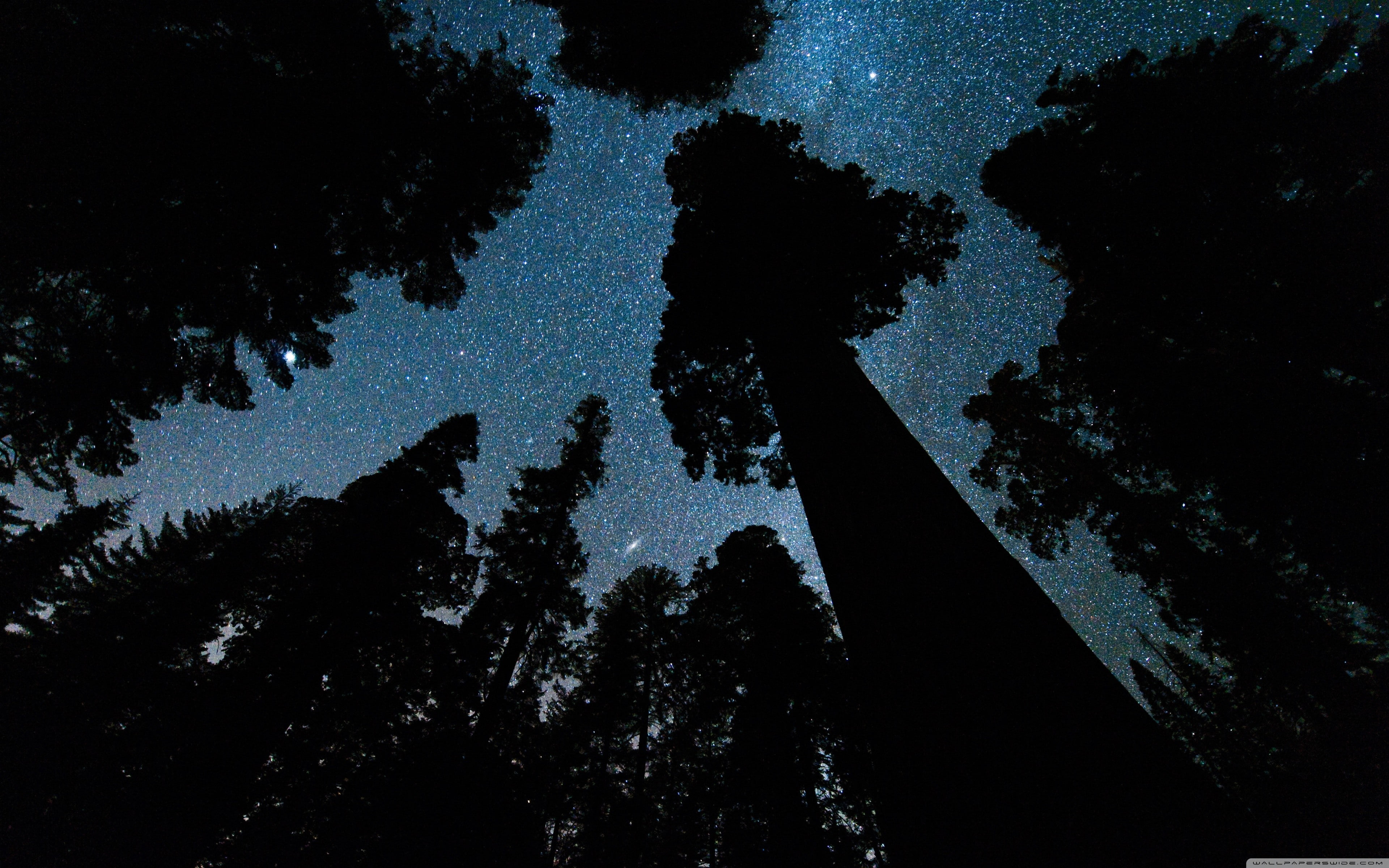 worms eye view, night, 4K, space, sky, Andromeda, trees, dark, galaxy, HD Wallpaper