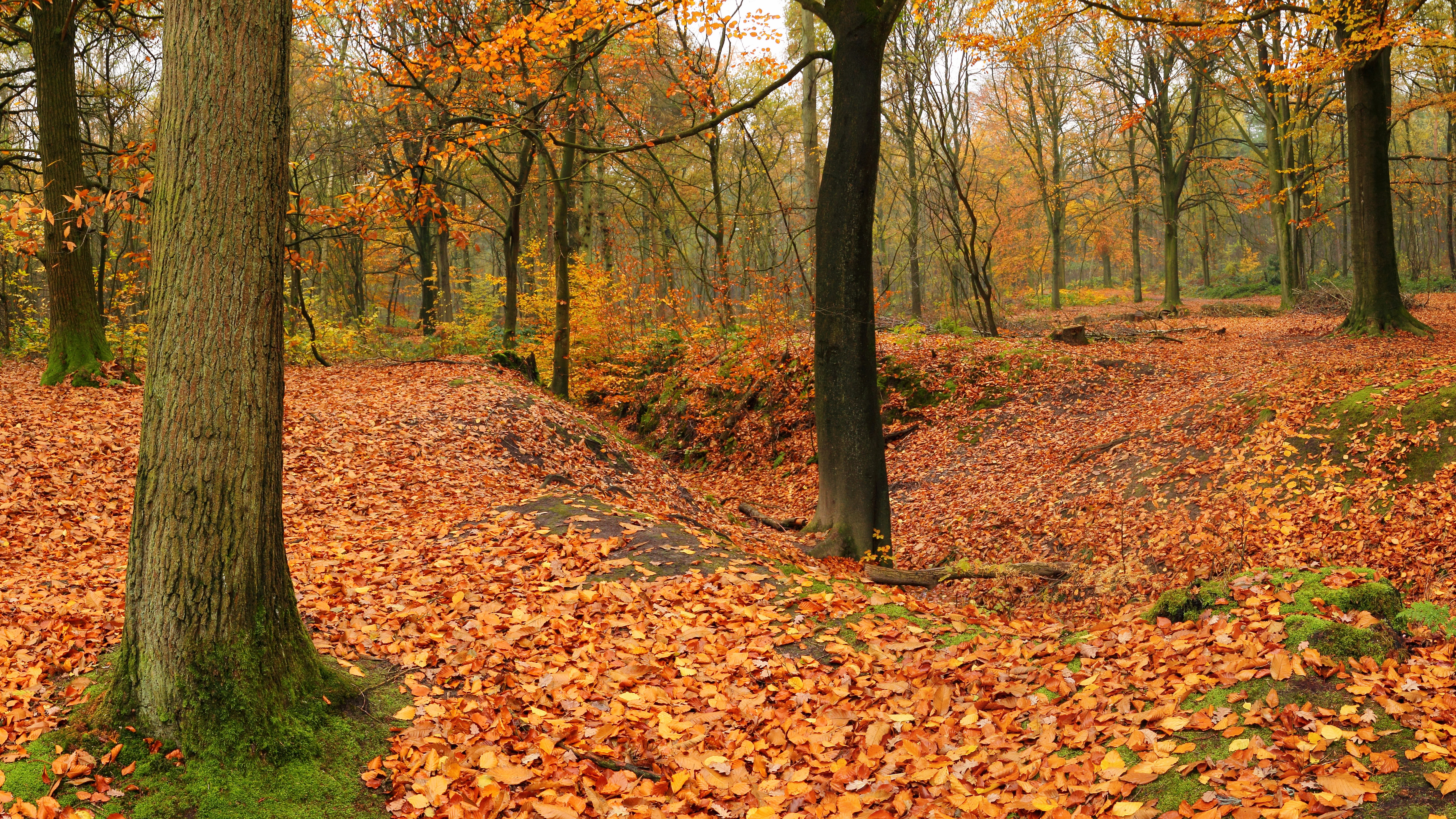 plant, day, trunk, leaf, beauty in nature, outdoors, orange color, tree, woodland, scenics - nature, leaves, autumn, autumn collection, tranquil scene, HD Wallpaper