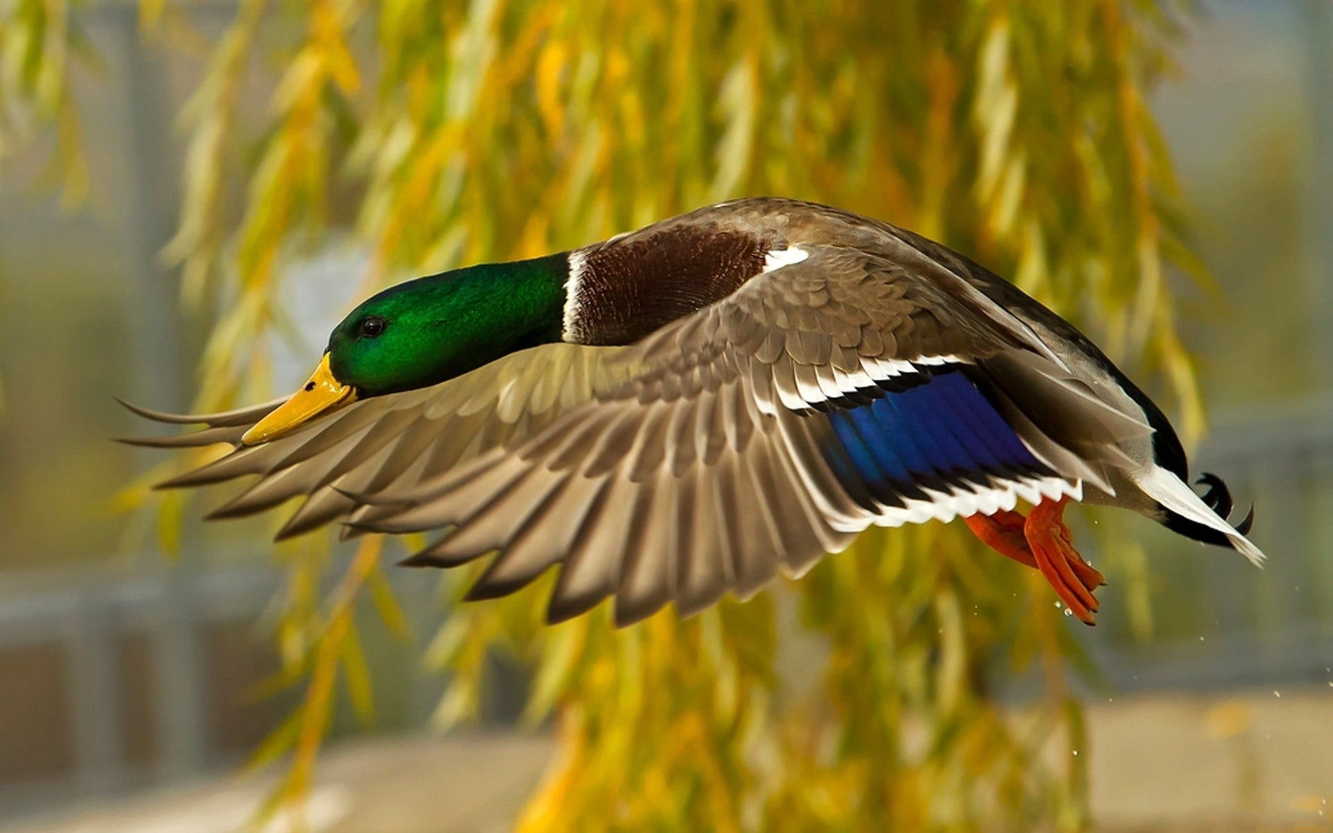 beauty In Nature, illustration, flapping, multi Colored, drake, beak, animal themes, swimming Animal, focus on foreground, bird, wildlife, animal Wing, HD Wallpaper