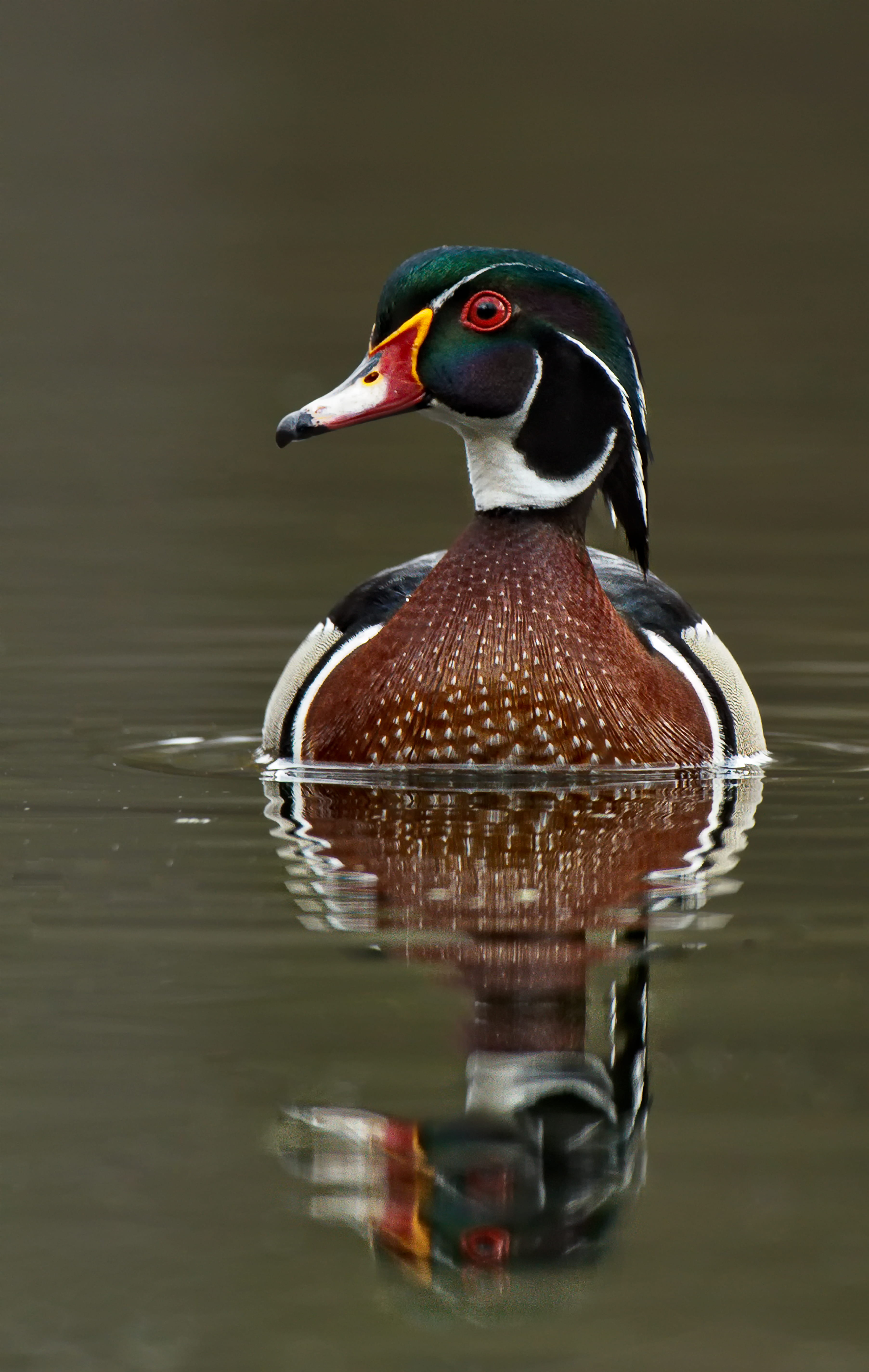 green, red, lake, bird, swimming, wood, male woodduck, one animal, poultry, wildlife, animal, daytime, top, brown, male animal, body, animal themes, reflection, Phone HD Wallpaper