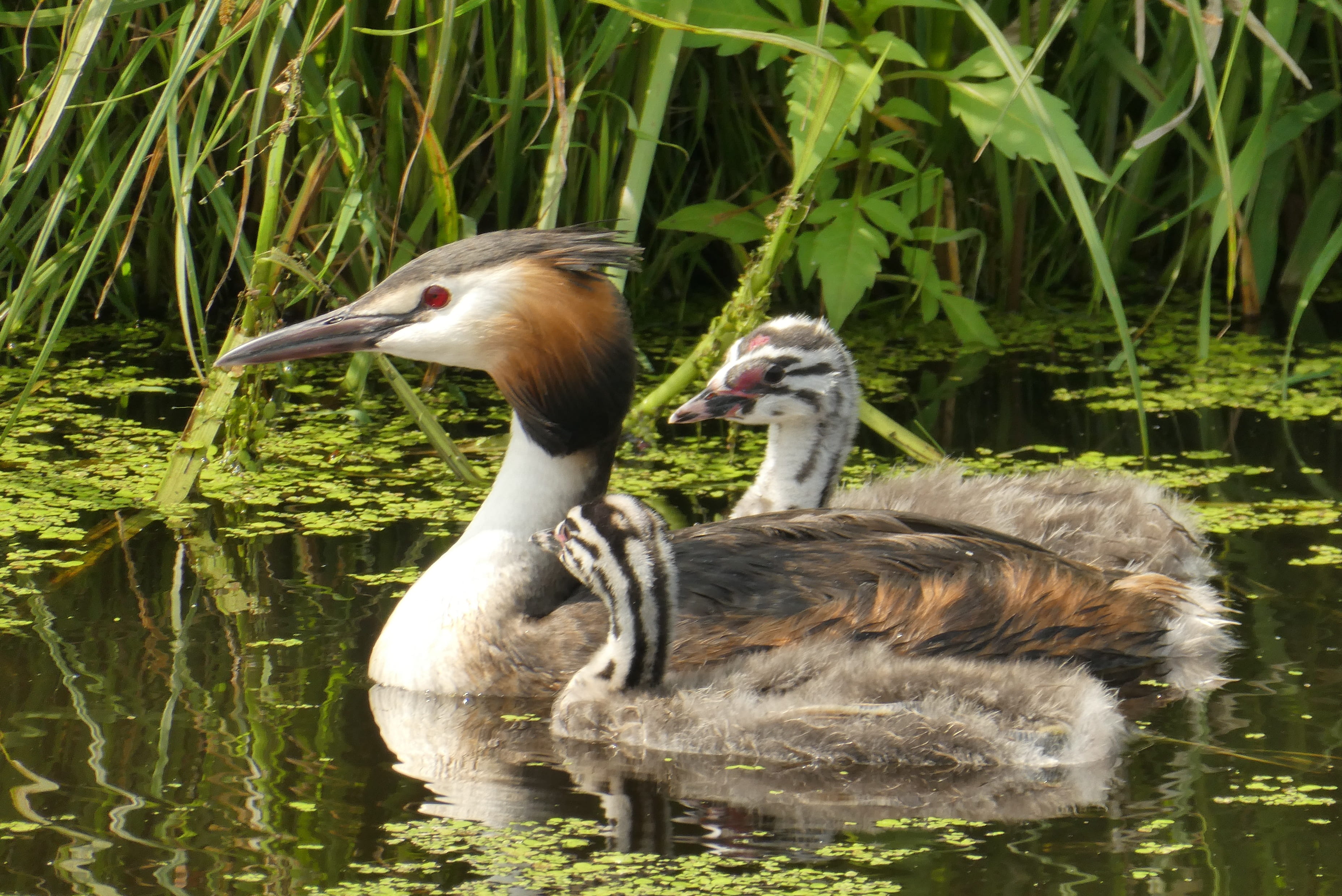 ducks, grebe, mallard, 2K, animal themes, lakeshore, beak, body, mother, lake, young animal, water, outdoors, animal, day, gosling, ditch, group of animals, HD Wallpaper