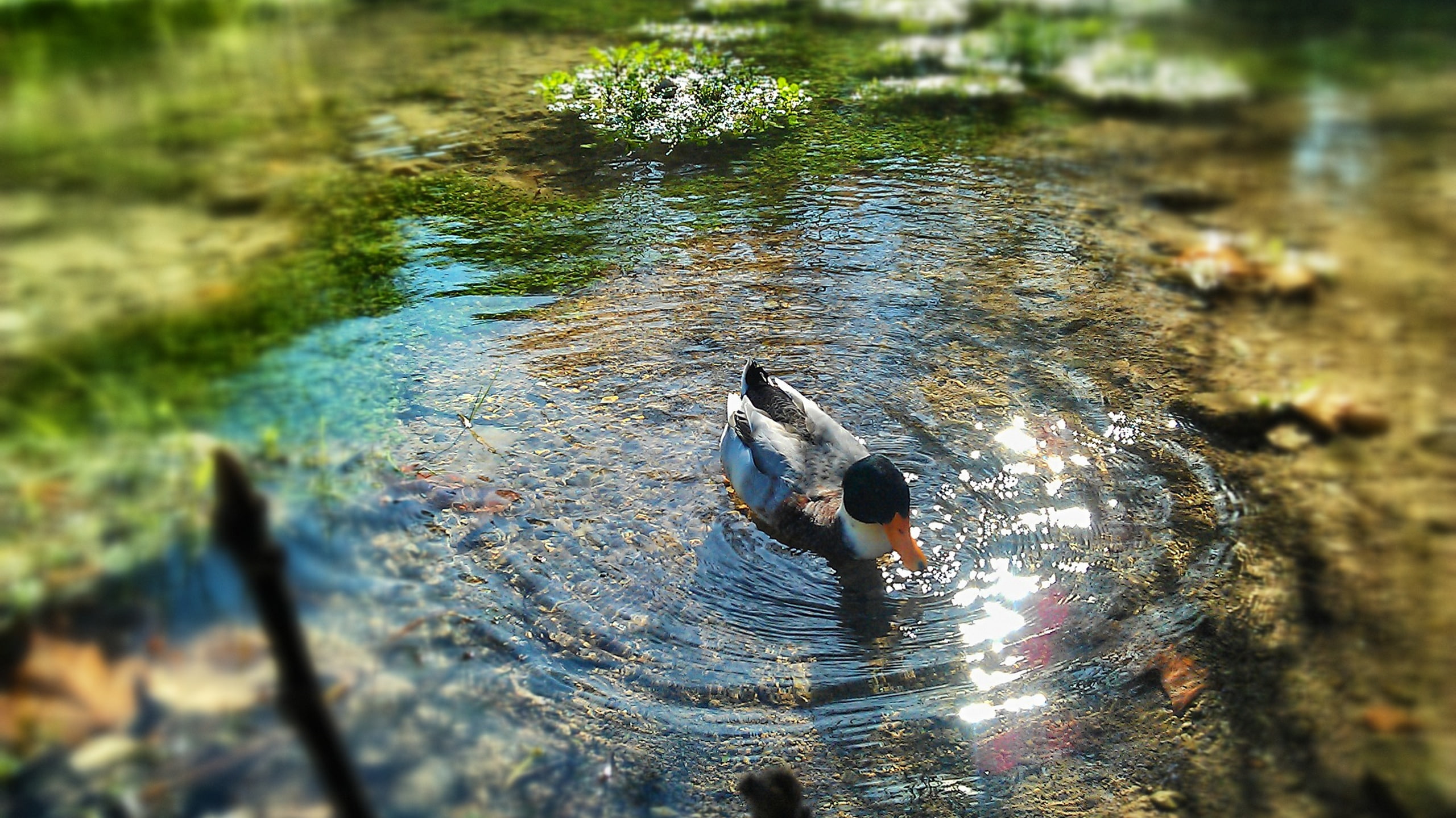 nature, 2K, alone, bird, water, mallard, clean, pond, duck, HD Wallpaper