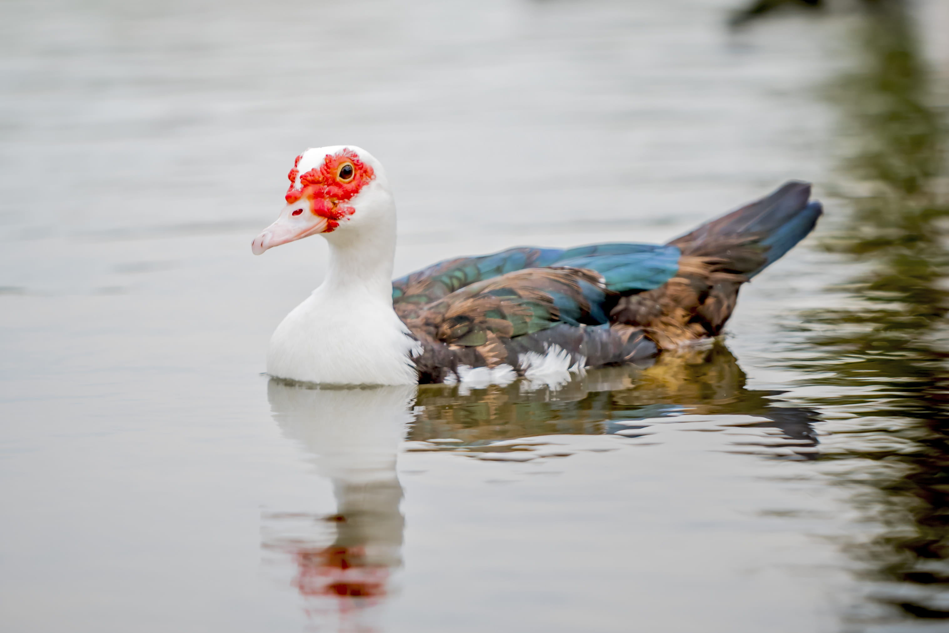 mallard, waterfowl, water, swan, waterfront, ripple, animal, day, no people, vertebrate, swimming, poultry, one animal, water bird, ground, eating, goose, HD Wallpaper