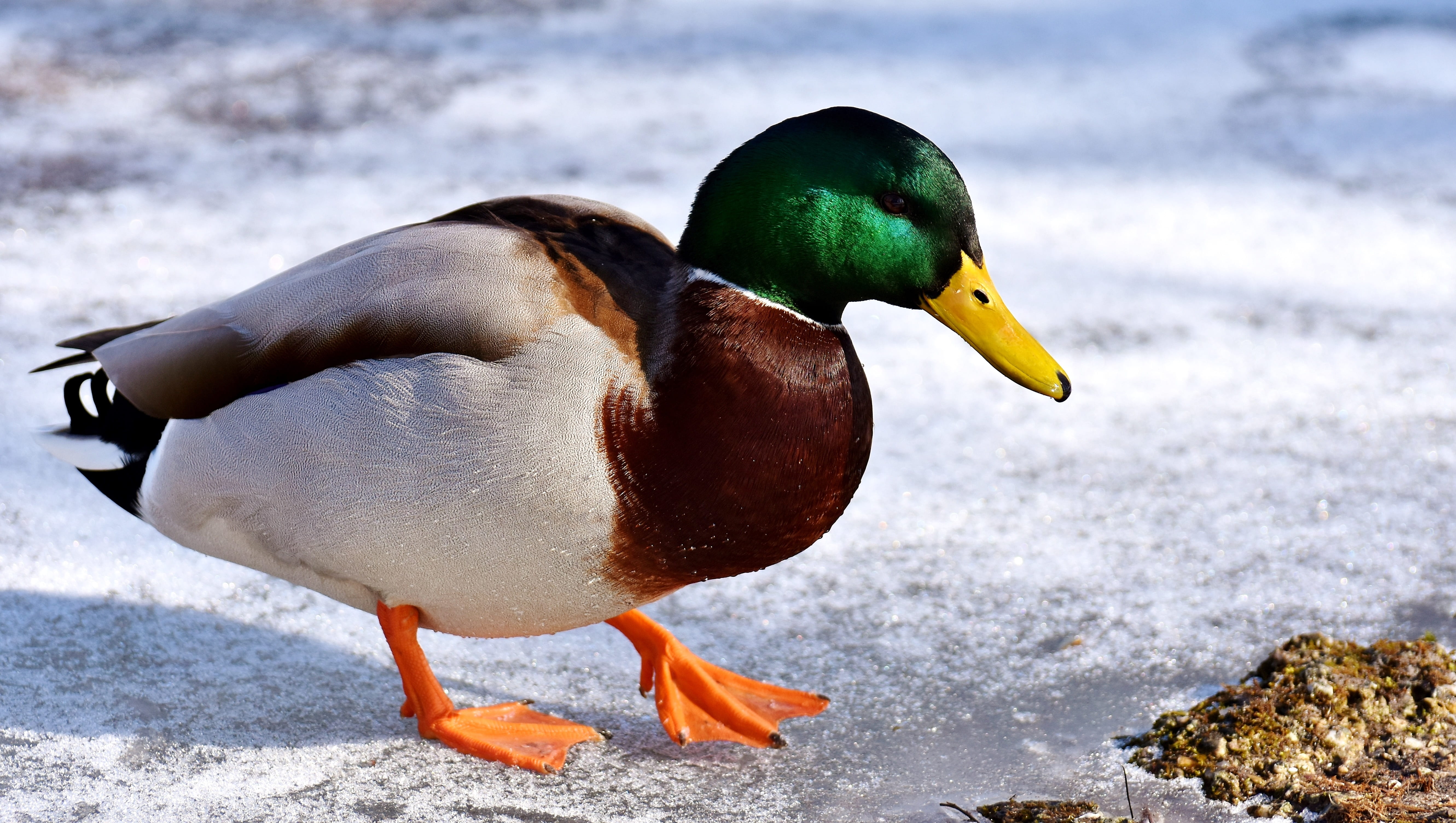 no people, one animal, winter, male mallard, close-up, day, water, plumage, close, creature, standing, bird, duck, animal, nature, ground, drake, water bird, HD Wallpaper