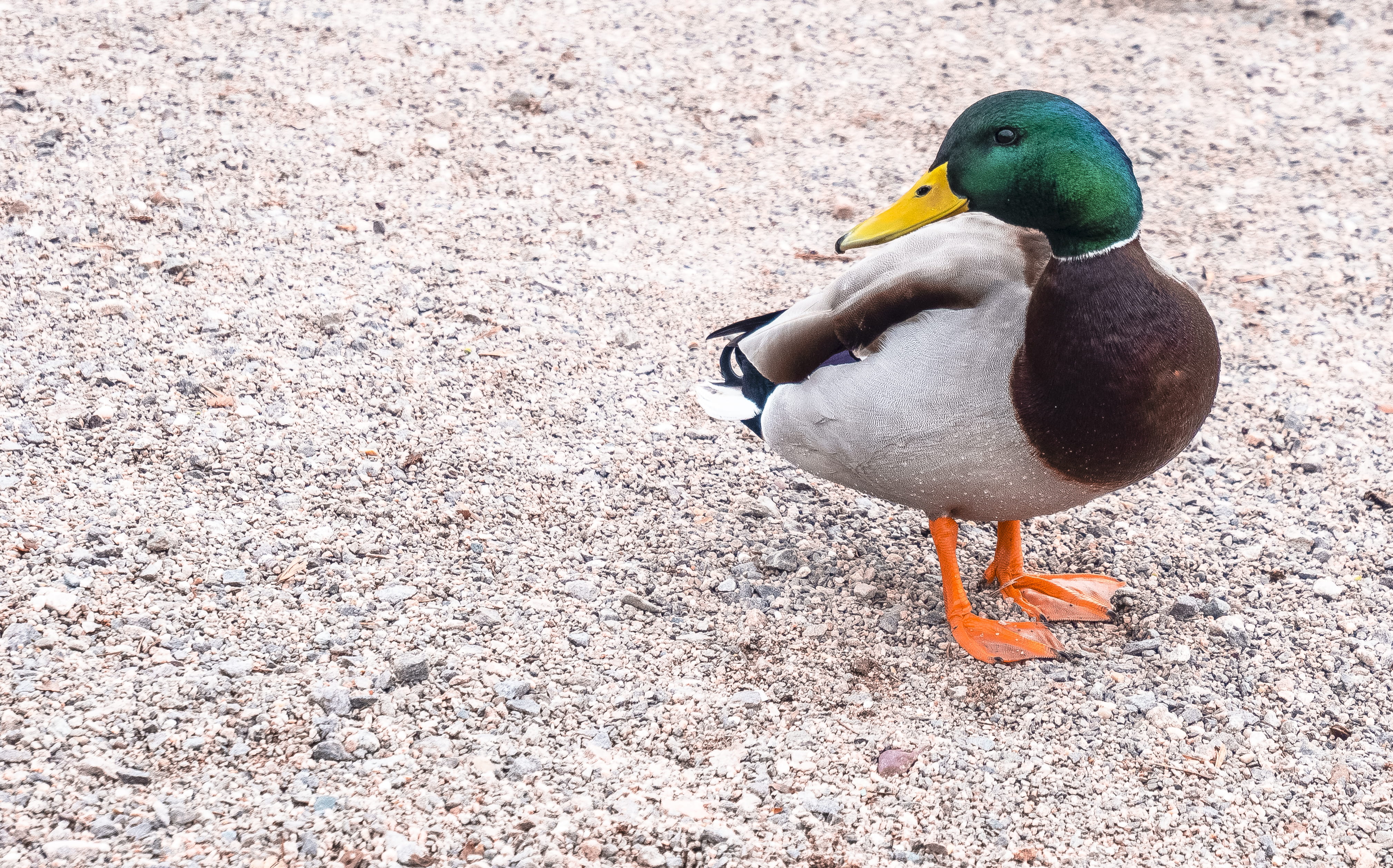 poultry, anseriformes, accipiter, water bird, mallard, invertebrate, no people, beauty in nature, tick, bull, animal themes, ground, one animal, duck, multi colored, HD Wallpaper