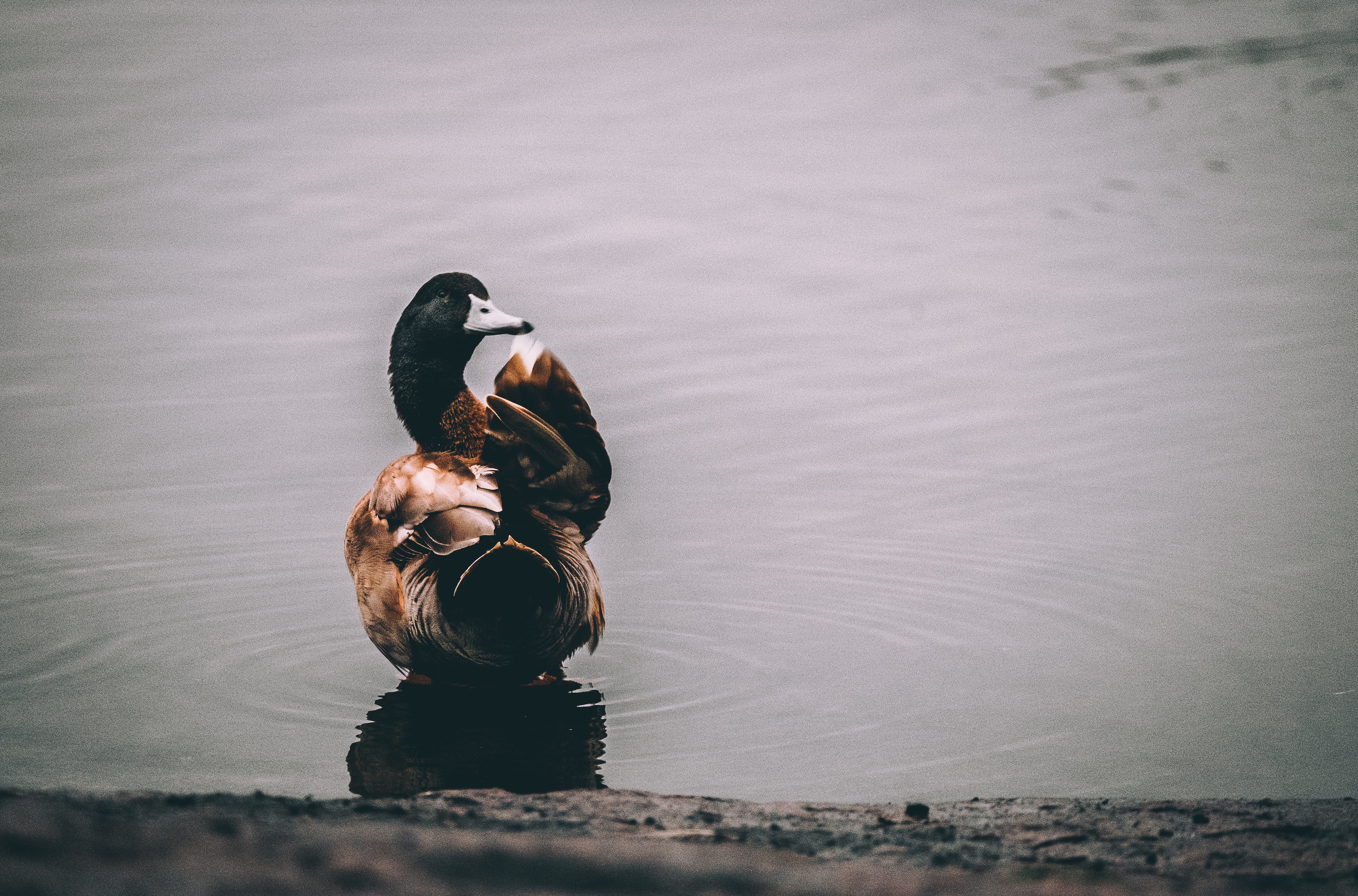 mallard, water, swimming, no people, feather, animal wildlife, wildlife, vertebrate, beauty In Nature, water Bird, duck, bird, pond, river, outdoors, reflection, HD Wallpaper