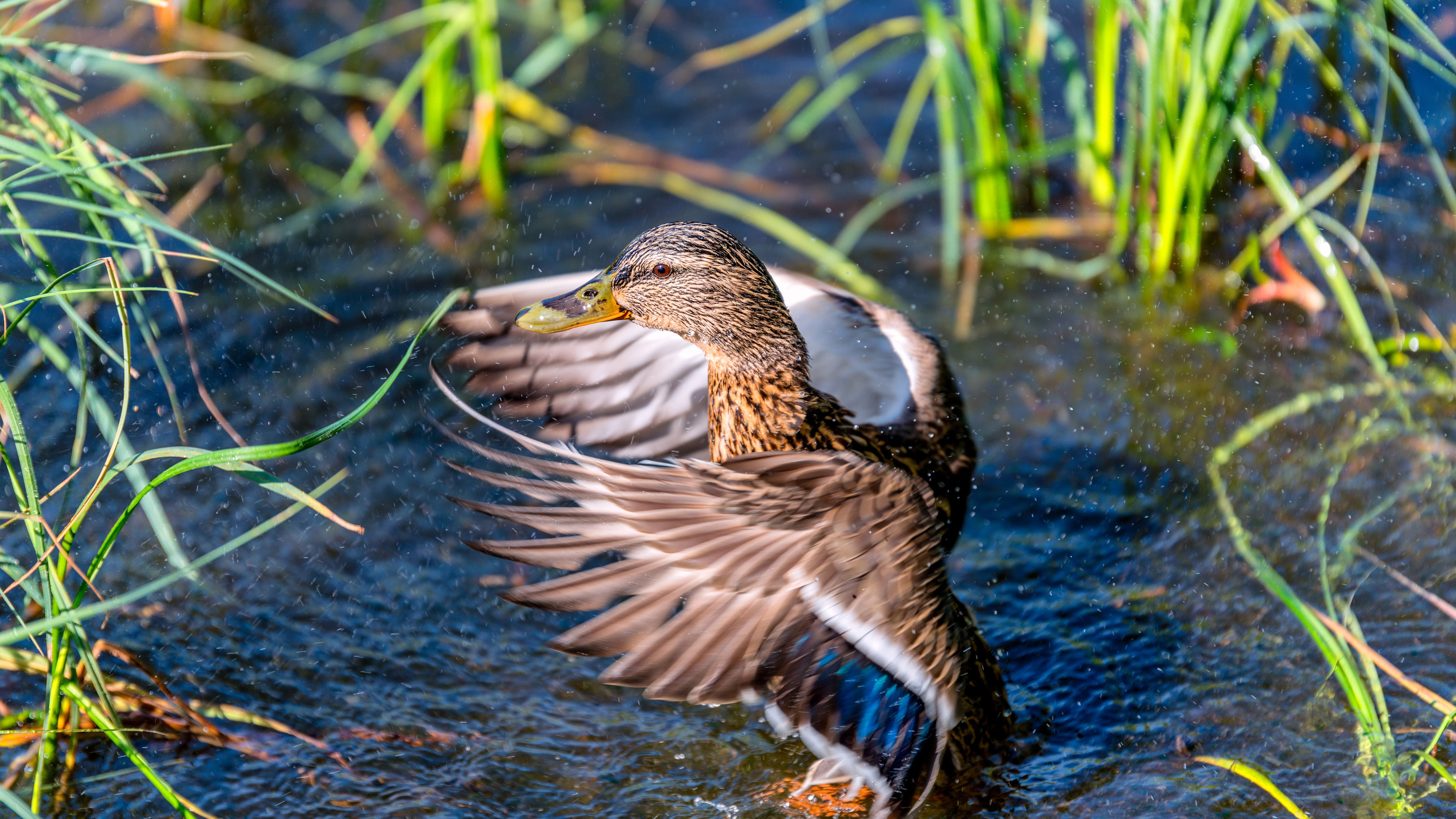 animal, mallard duck, no people, k, lakeshore, vertebrate, day, first, ready, nature, ultra, flapping, beauty in nature, animal wildlife, animal themes, HD Wallpaper