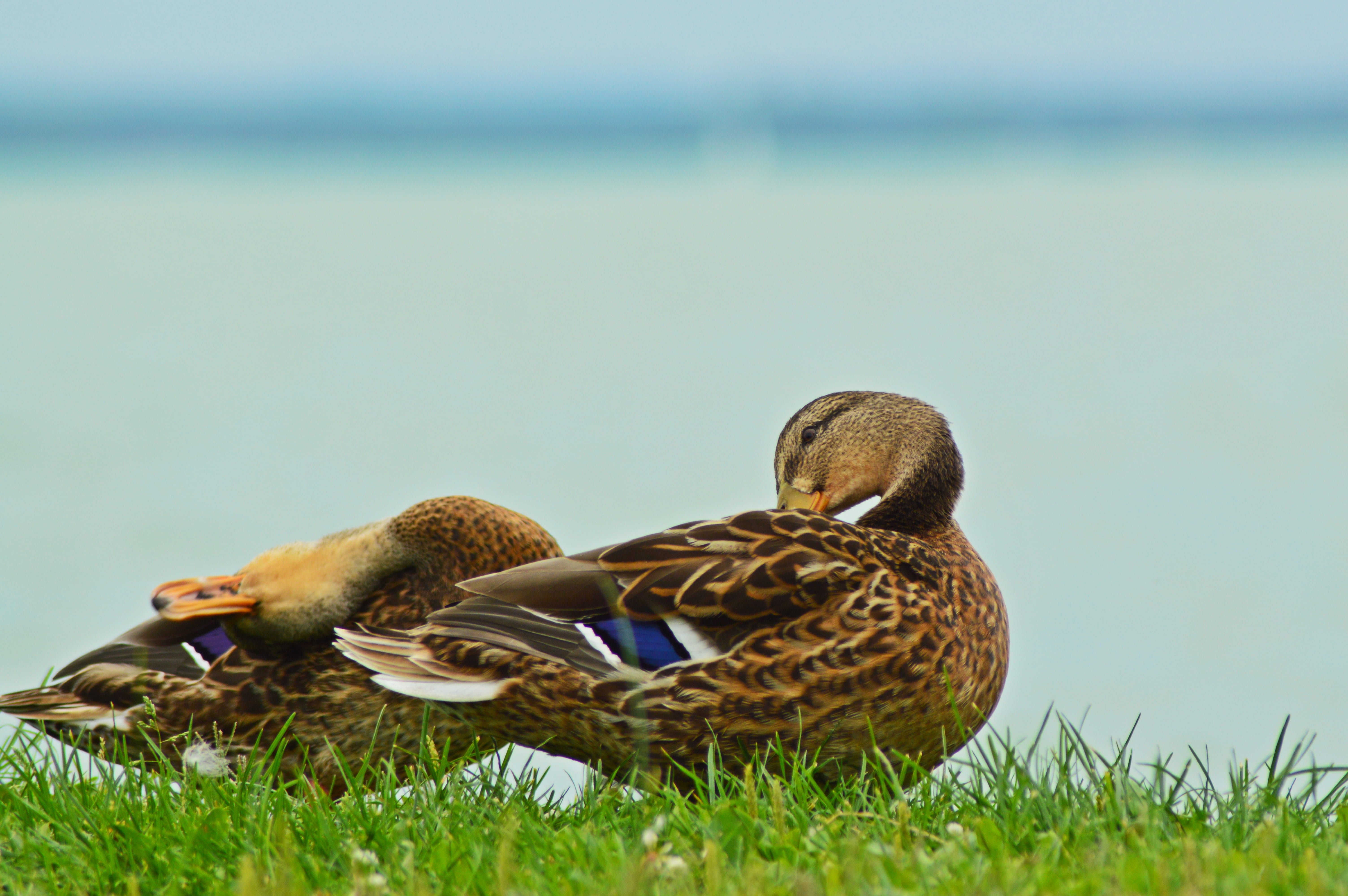 lake balaton, duck, nature, green color, vertebrate, animals in the wild, animal wildlife, plant, animal, animal family, teal, travel, water, bird, summer, HD Wallpaper