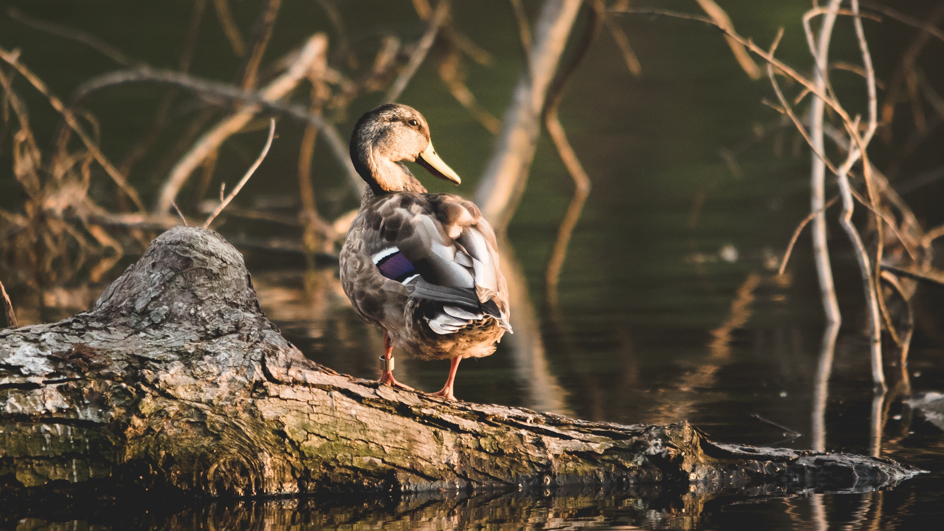 reflection, mallard, focus on foreground, poultry, animal themes, shore, female, bird, no people, nature, animals in the wild, animal, outdoors, vertebrate, HD Wallpaper