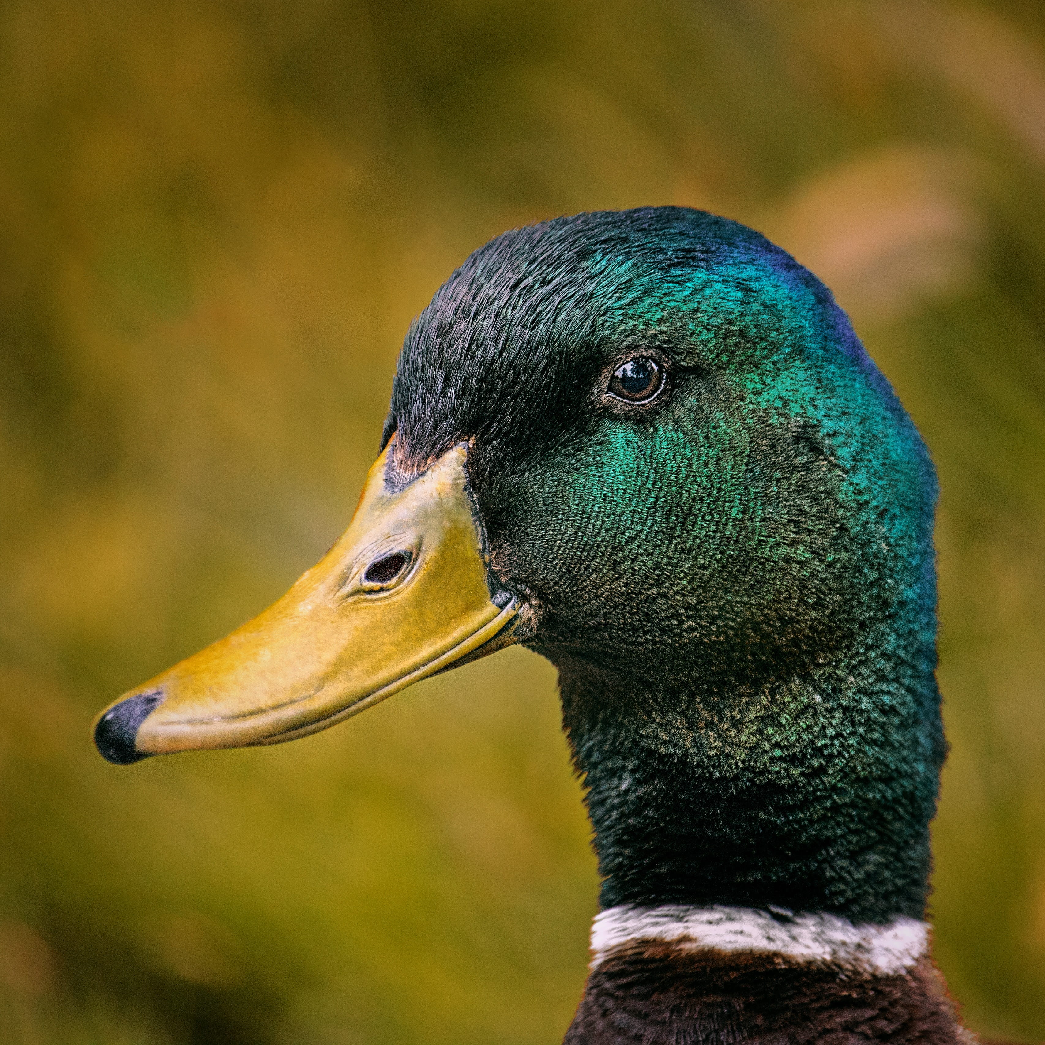 poultry, profile view, day, outdoors, animal body part, duck bird, animal eye, bird, close-up, animals in the wild, mallard, animal themes, focus on foreground, Phone HD Wallpaper