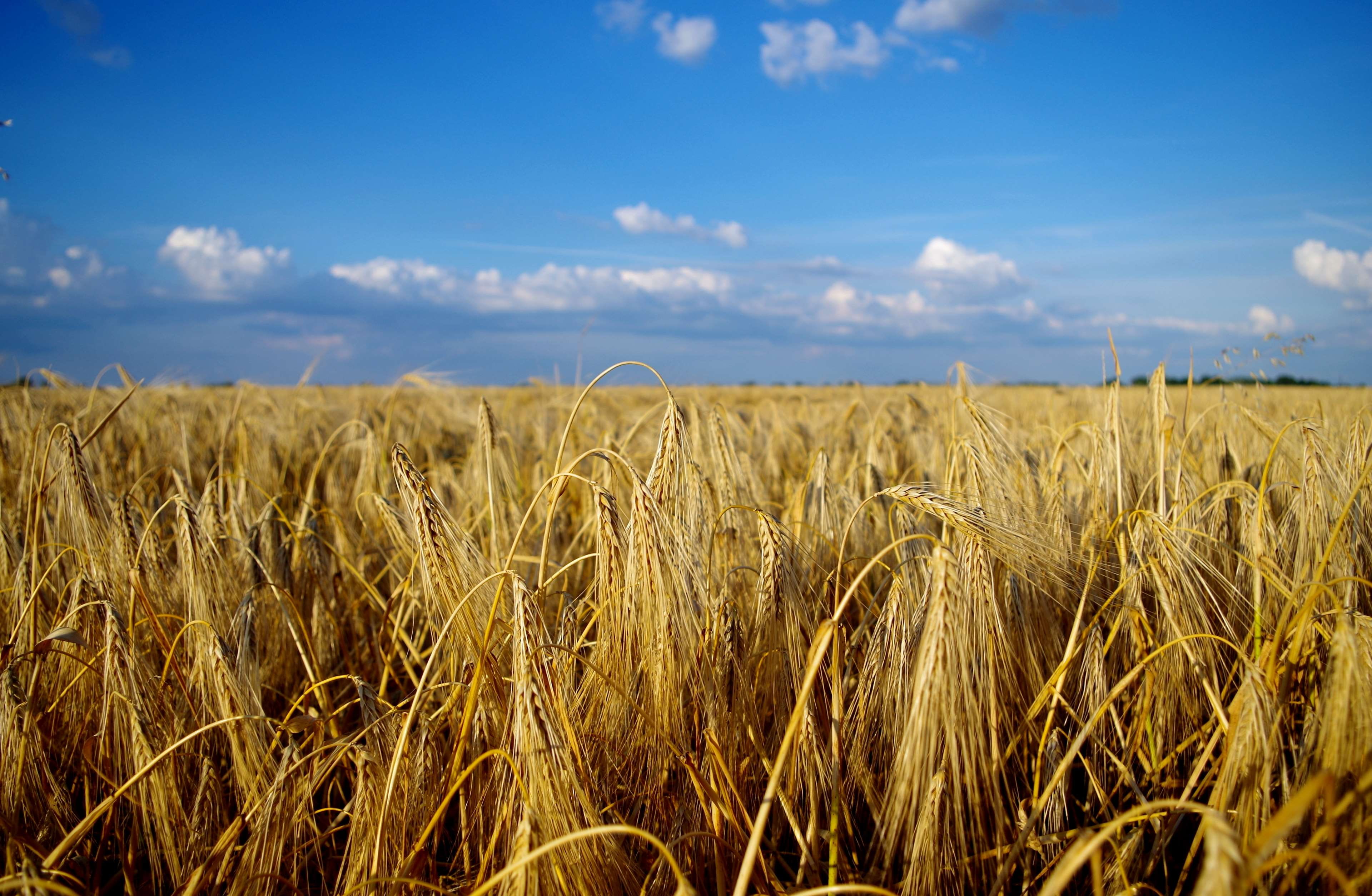 landscape, wheat, summer, scenics - nature, no people, plant, clouds, land, cornfield, beauty in nature, tranquil scene, plains, rural landscape, day, hungary, HD Wallpaper