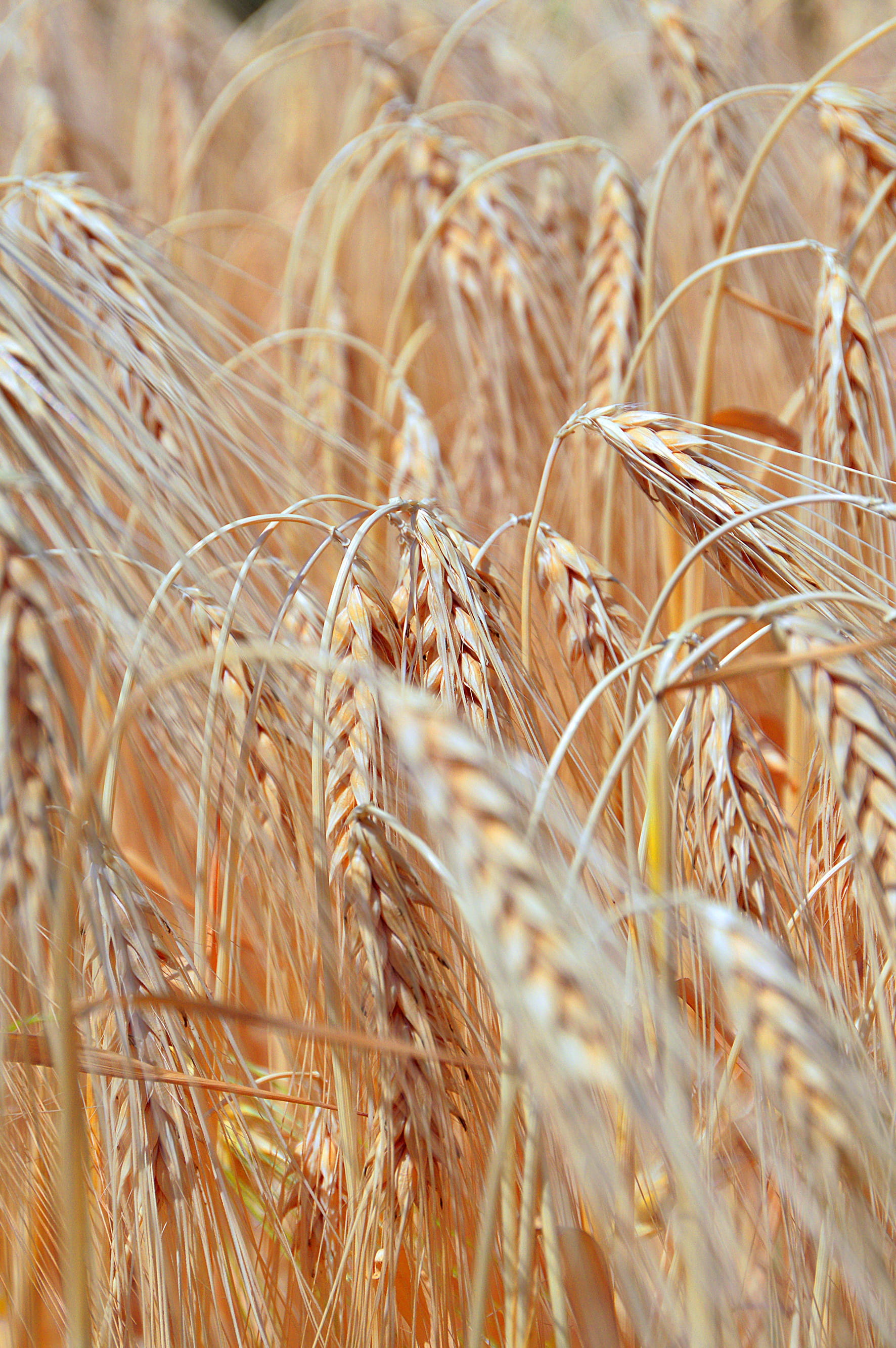 rural scene, landscape, cereal plant, by chaitanya k, cereal crop, stalk, land, cornfield, farm, field, selective focus, beauty in nature, Wheat, 2K, harvest, Phone HD Wallpaper