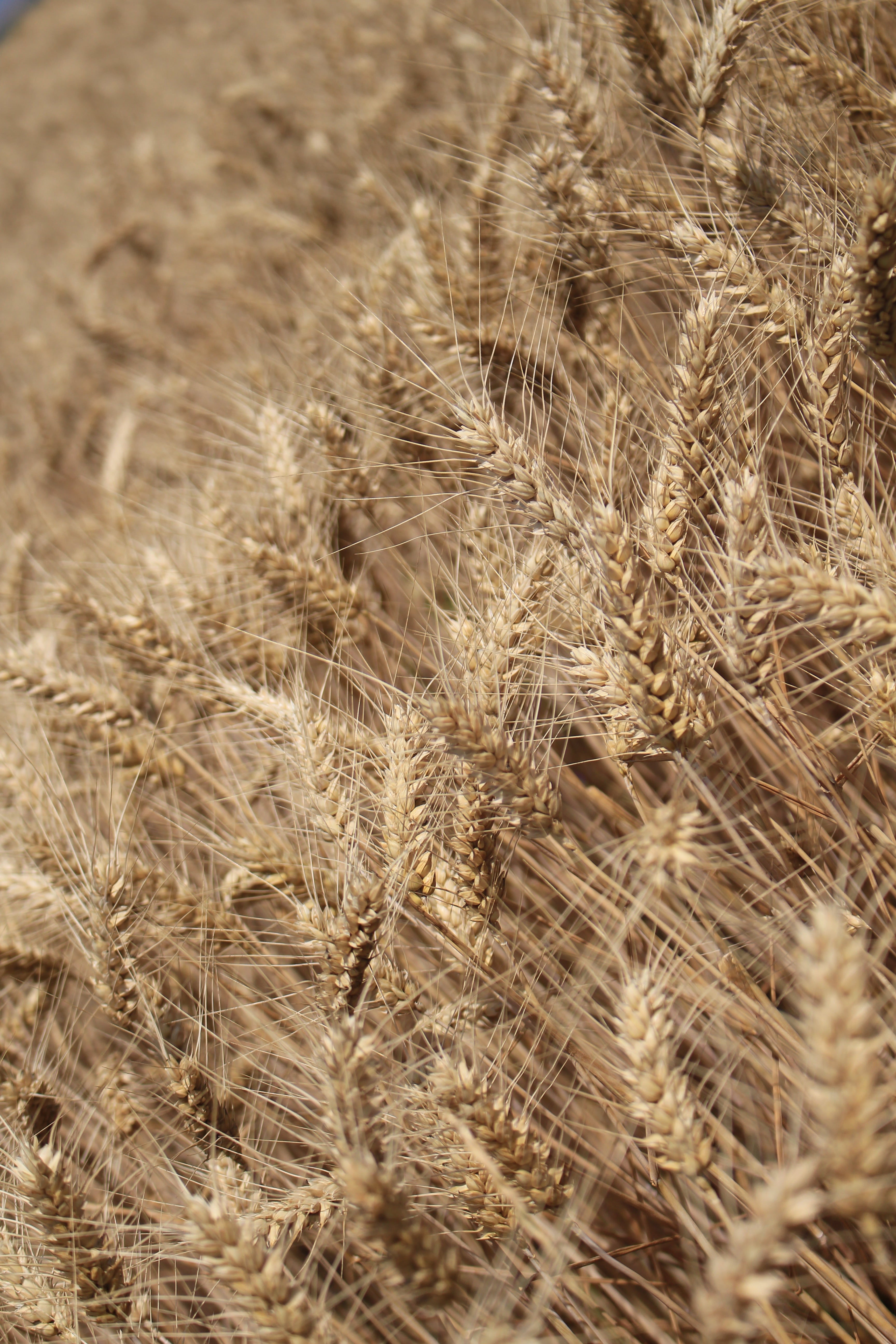 land, agriculture, no people, 5K, arid climate, field, rural landscape, selective focus, great plains, nature, day, harvest, stalk, tranquility, wind, Phone HD Wallpaper