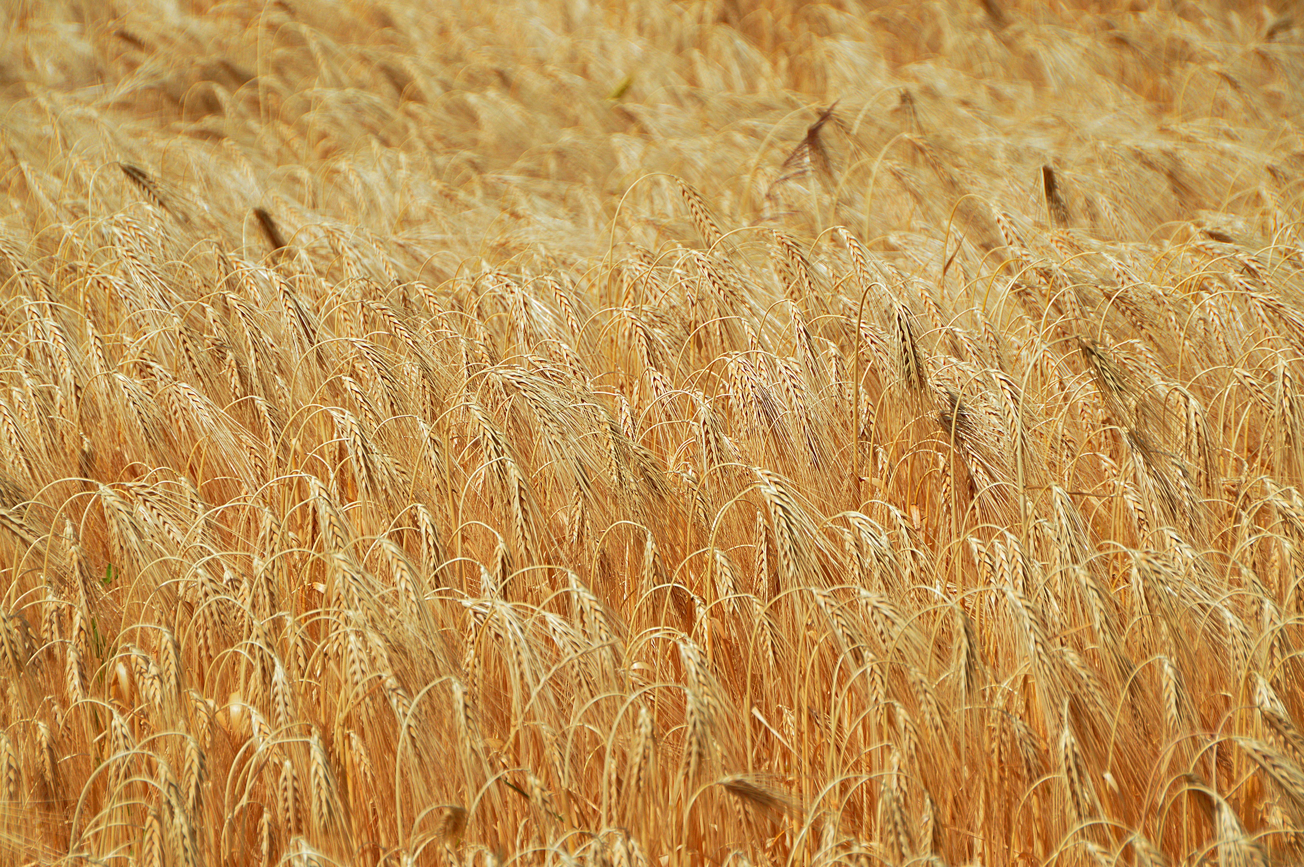 grain, farm, beauty in nature, agriculture, outdoors, 2K, field, by chaitanya k, wheat ear, wheatfield, rural scene, nature, cultural plants, sowing, stalk, HD Wallpaper