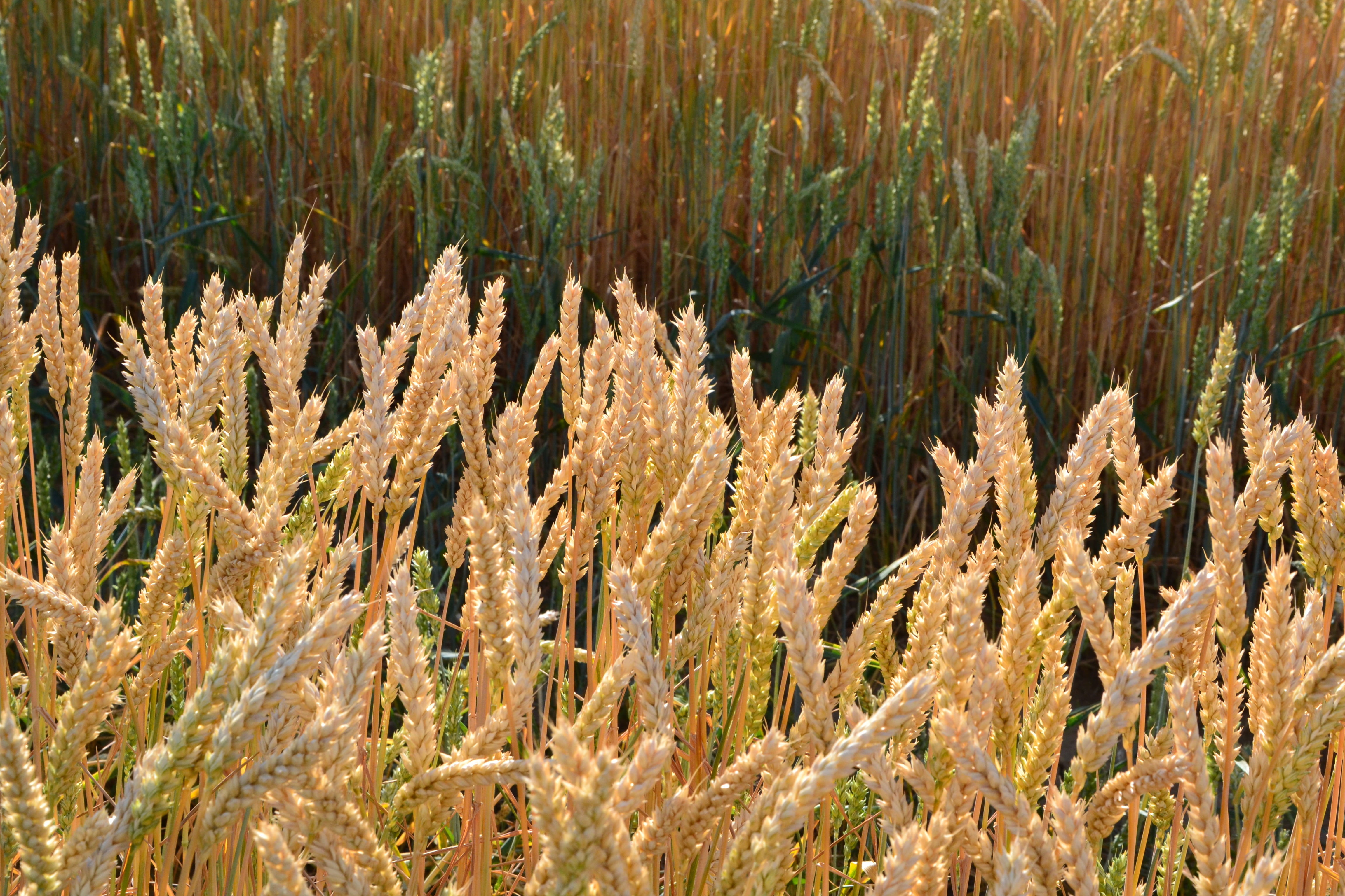 wheat, beauty in nature, land, plant, non-urban scene, nature, cereals, field, sunlight, landscape, green color, focus on foreground, 4K, cornfield, tranquility, HD Wallpaper
