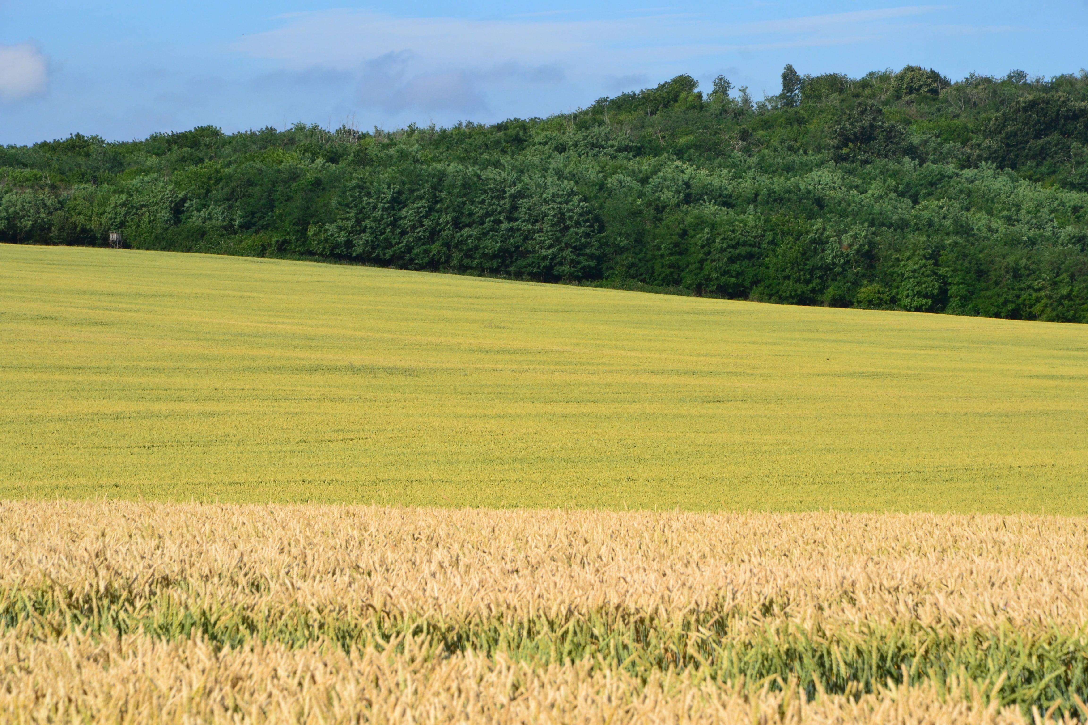 nature, non-urban scene, landscape, sunshine, land, no people, tranquility, cornfield, wheat, grain, rolling landscape, beauty in nature, environment, wheatfield, HD Wallpaper