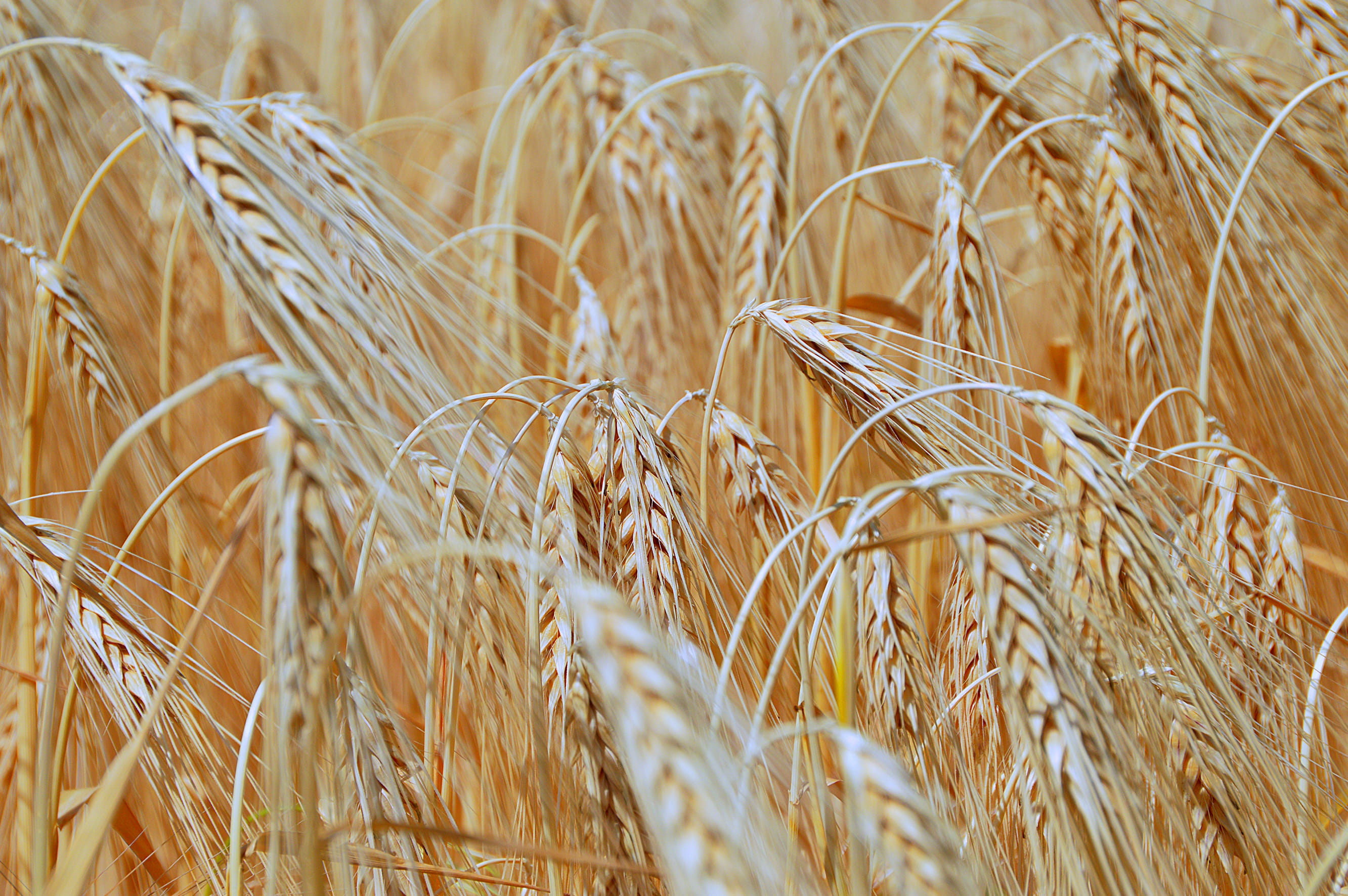 2K, gold Colored, wheatfield, selective focus, ear of wheat, cereal Plant, close-up, bread, food, nature, ripe, barley, outdoors, Sunlight, Wheat, dry, HD Wallpaper