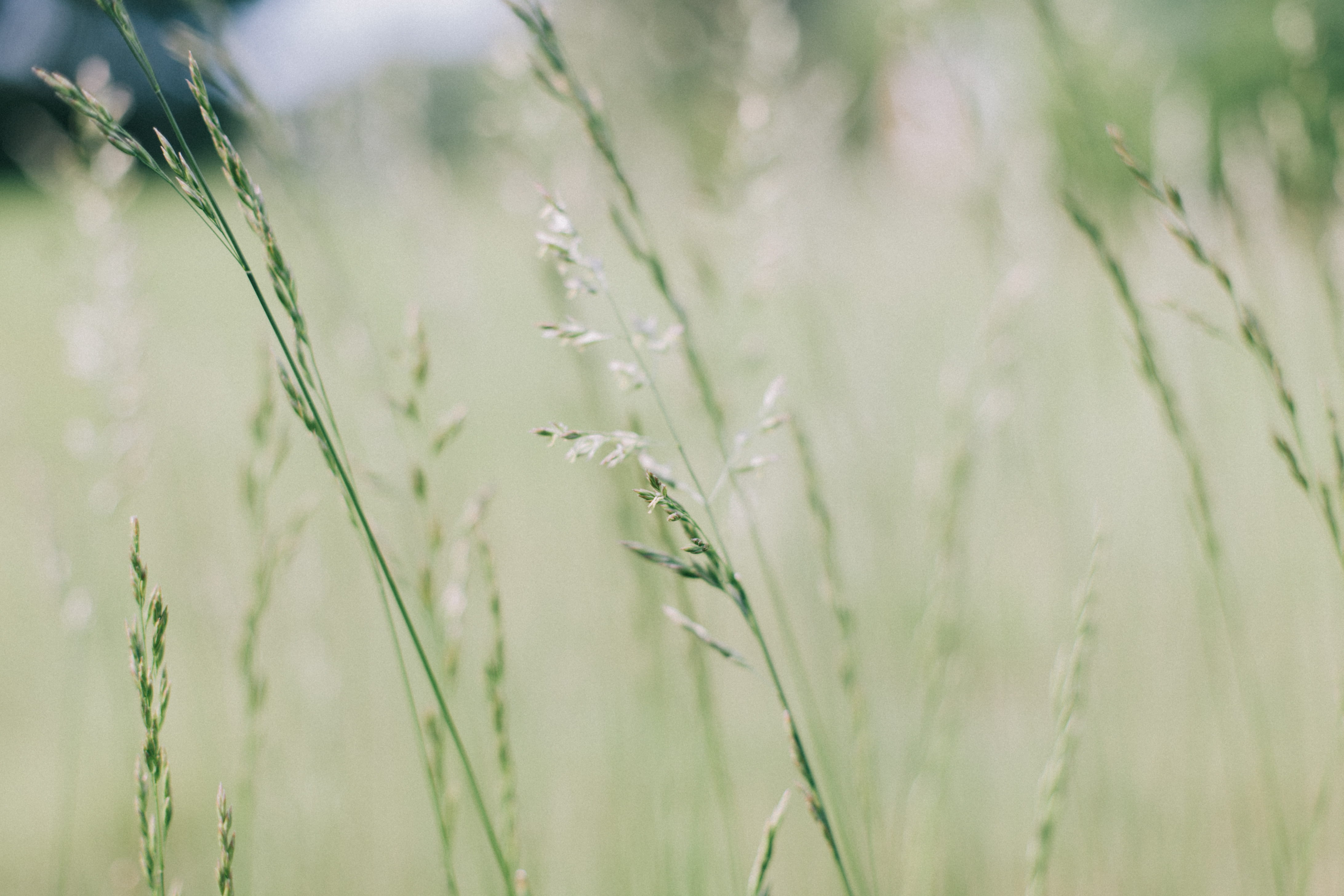 no people, plant, wheatfield, day, rural Scene, grass, focus on foreground, plants, season, agriculture, backgrounds, green grass, photography, close-up, HD Wallpaper