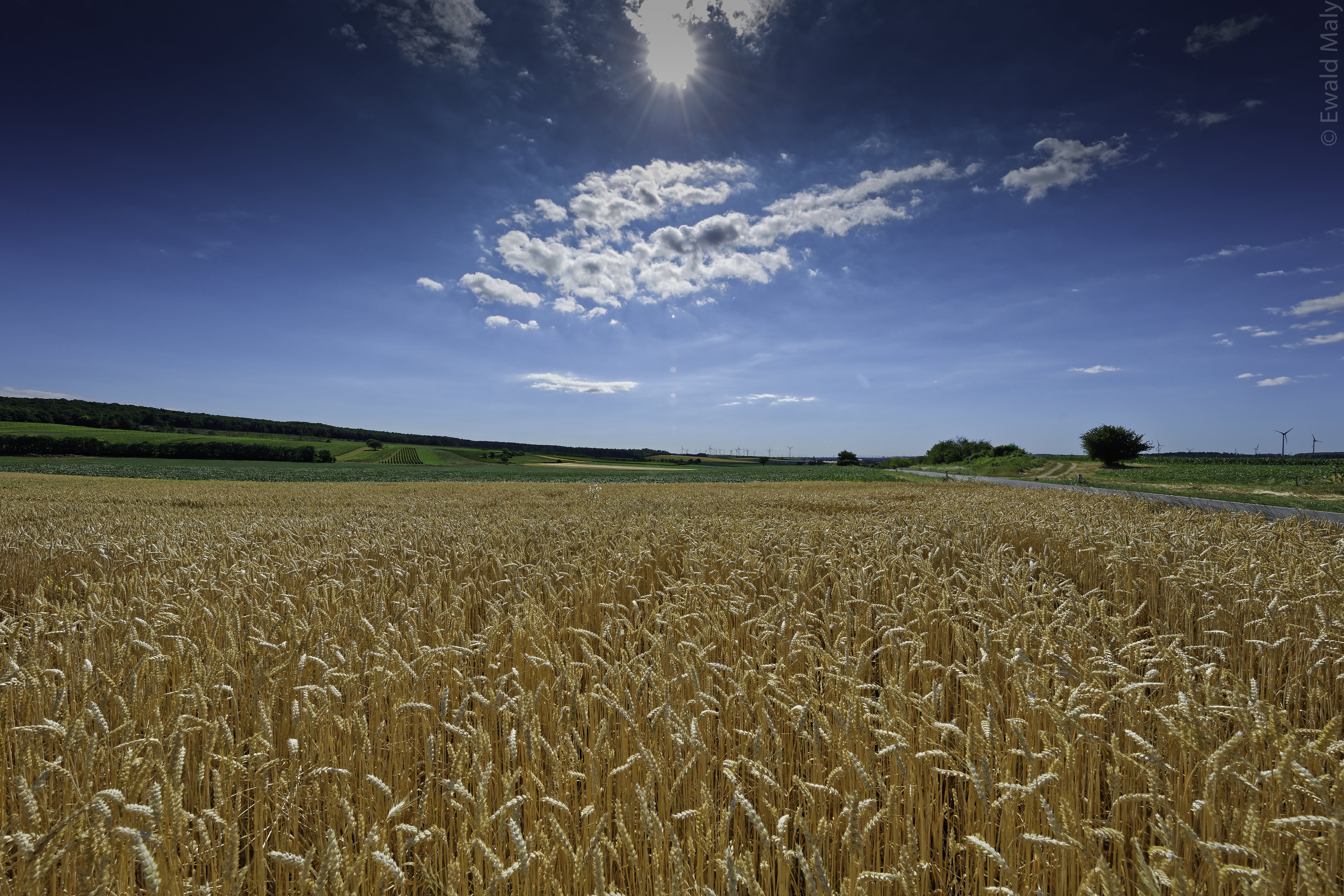 summer, daytime, farm, land, 5K, clouds, nature, rural Scene, cereal Plant, cummulus, outdoors, wheat, wheatfield, landscape, agriculture, growth, crop, HD Wallpaper
