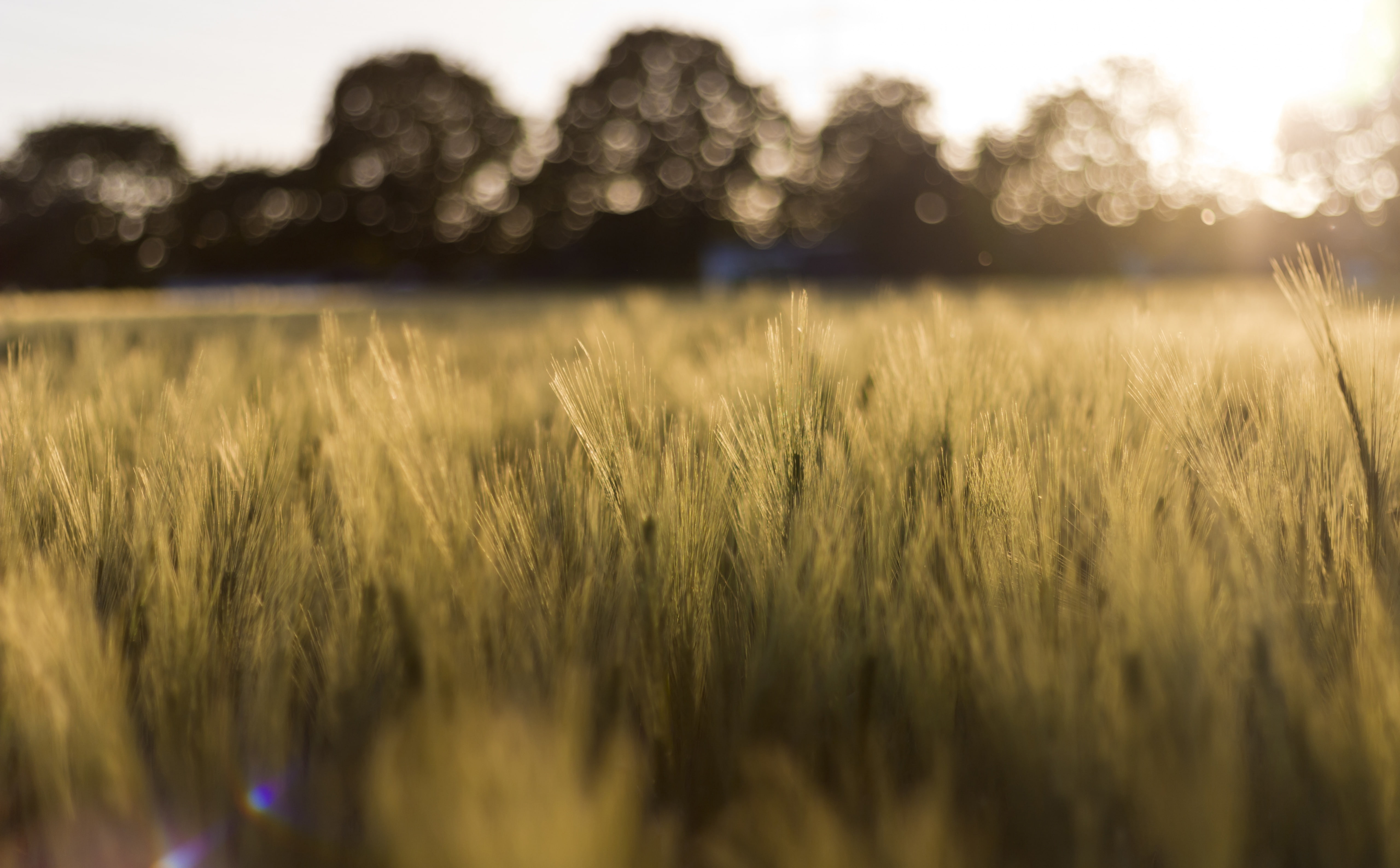 farm, Aero, tranquility, nature, tranquil scene, stalk, landscape, no people, selective focus, rural scene, scenics - nature, grass, land, Bokeh, wheatfield, HD Wallpaper