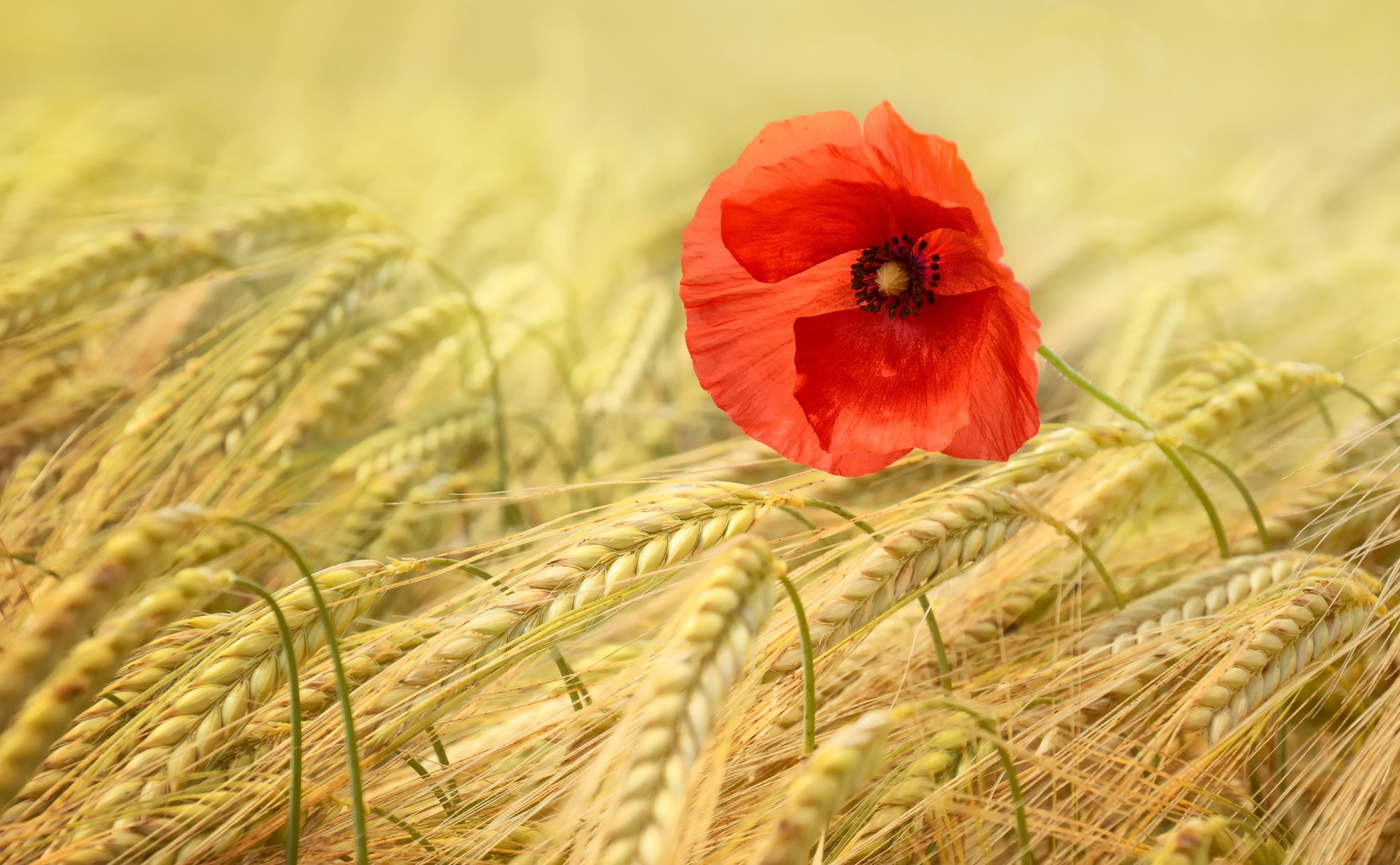 crop, freshness, beauty in nature, springtime, WheatField, rural scene, red, cereal plant, growth, land, Poppy, vulnerability, flowering plant, Flower, HD Wallpaper