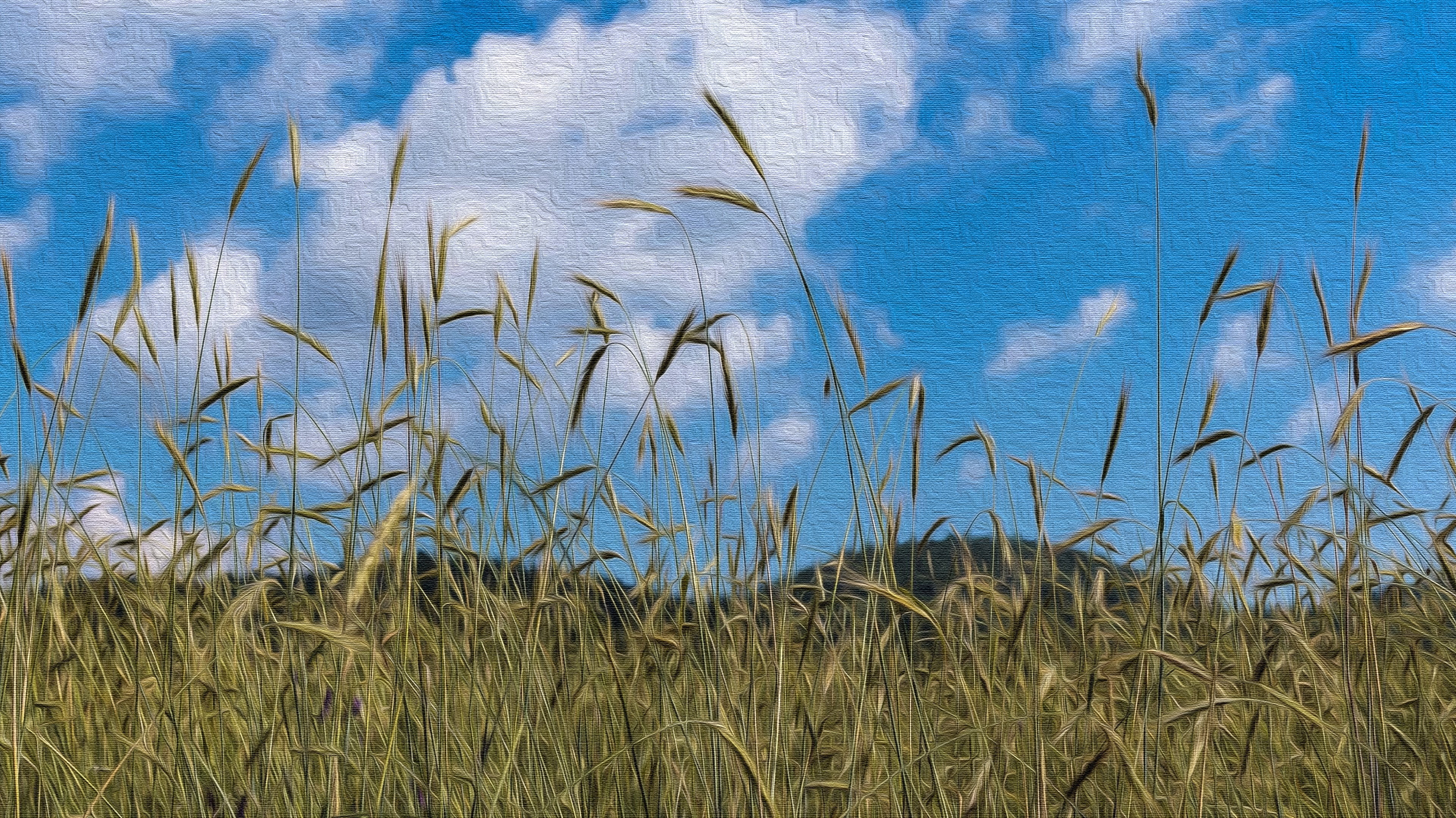 growth, wheat, tranquility, plant, grass, non-urban scene, green color, scenics - nature, marram grass, wheatfield, no people, outdoors, tranquil scene, HD Wallpaper