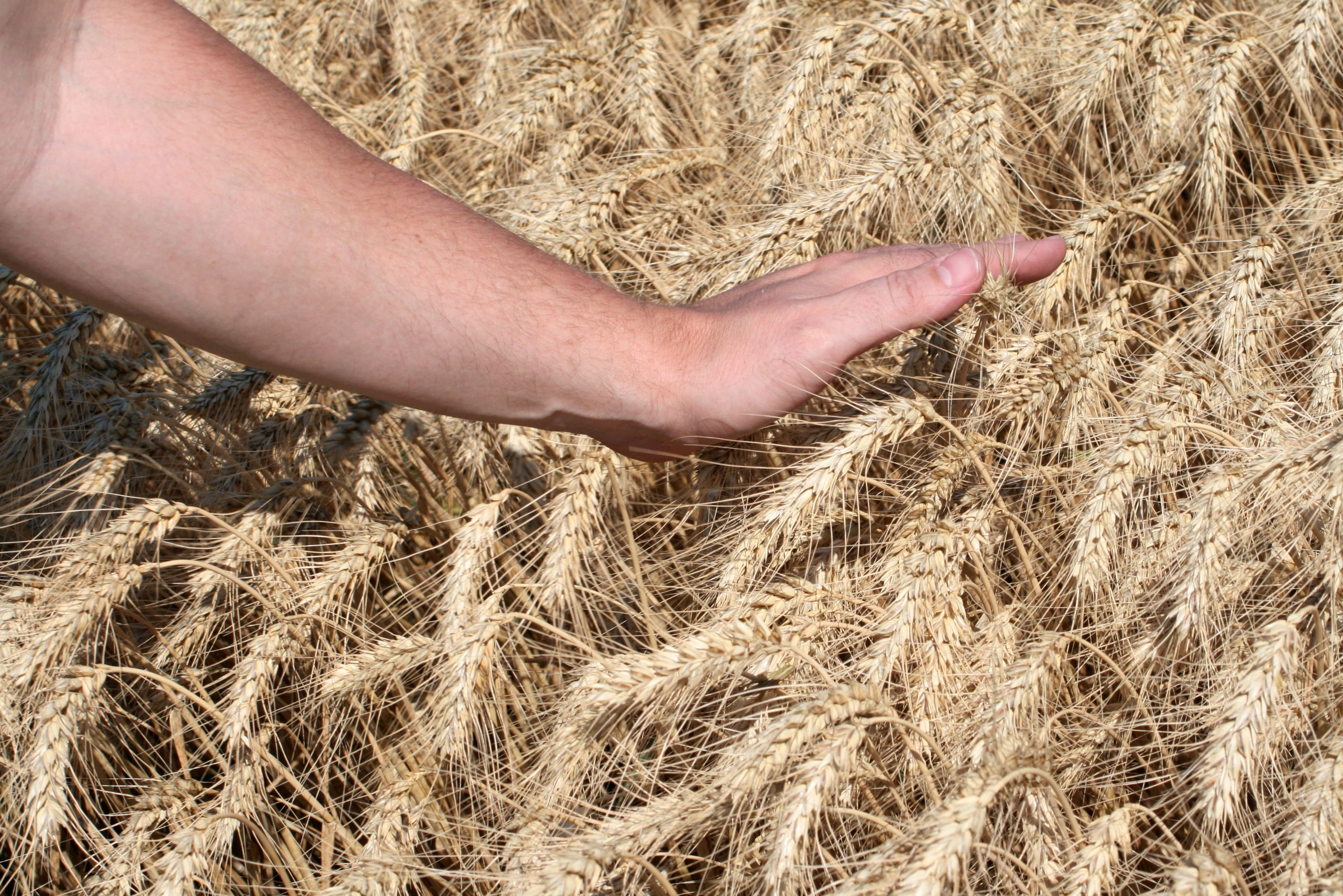 farmer, rural scene, hand, landscape, touch, outdoors, one person, cornfield, touching, plant, body part, crop, grain, human body part, land, wheatfield, HD Wallpaper