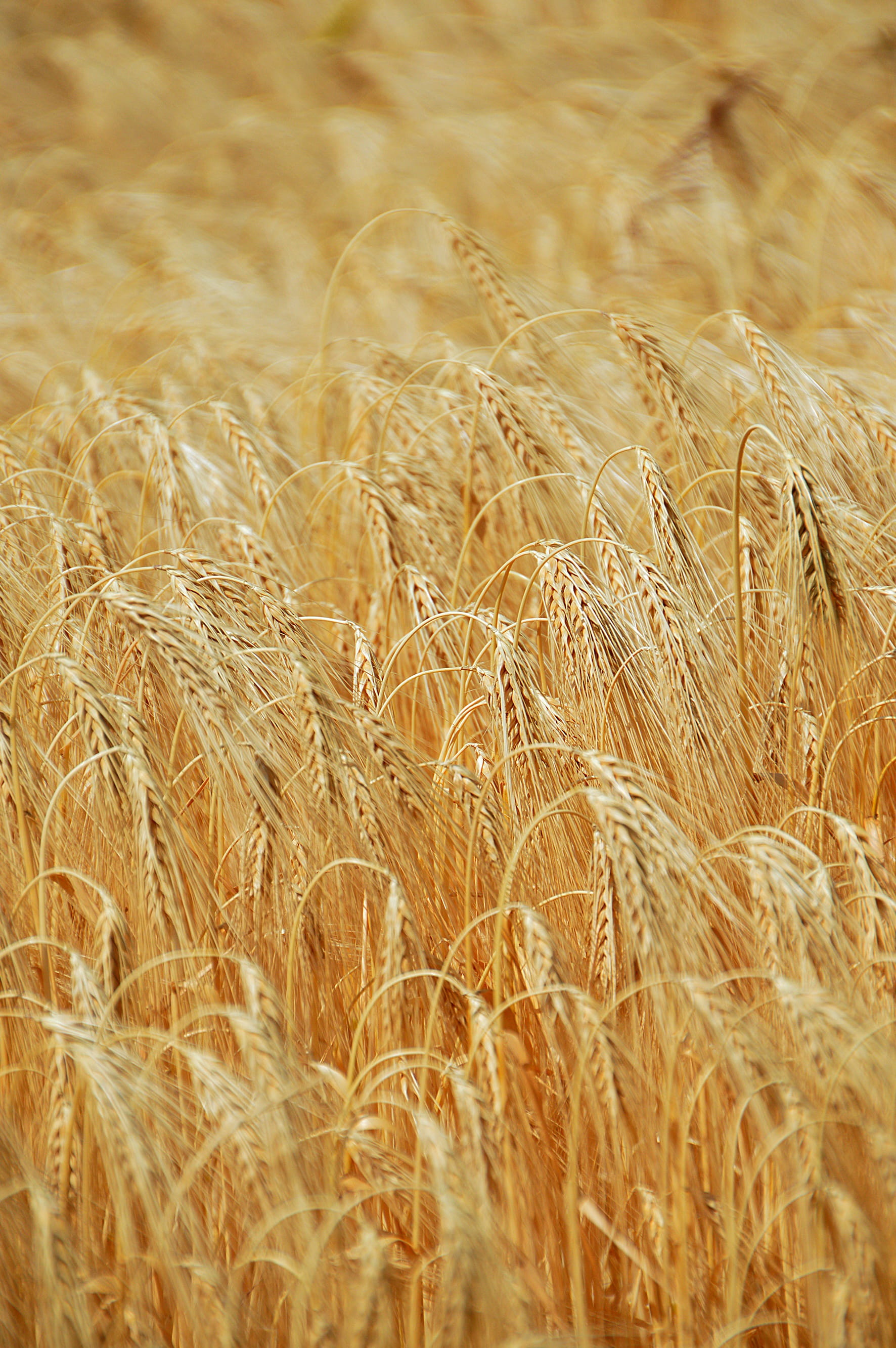 hungary, rural landscape, seed, growth, ripe, no people, landscape, cereal Plant, agriculture, environment, dry, yellow, food, wheatfield, land, selective focus, Phone HD Wallpaper