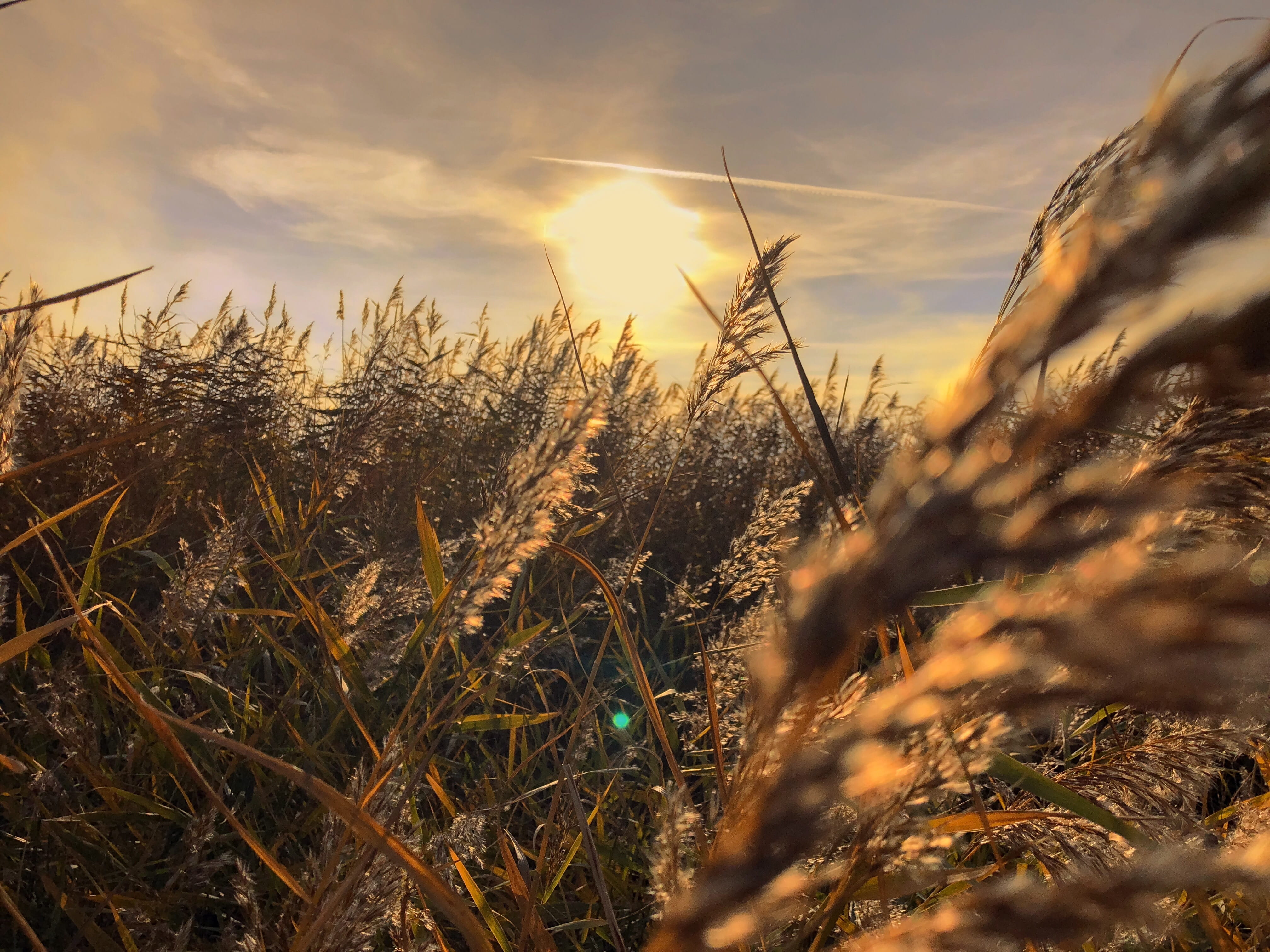 field, selective focus, timothy grass, no people, cloud - sky, autumn, tranquility, landscape, meadow, lens flare, sun, tranquil scene, grain, growth, plant, HD Wallpaper