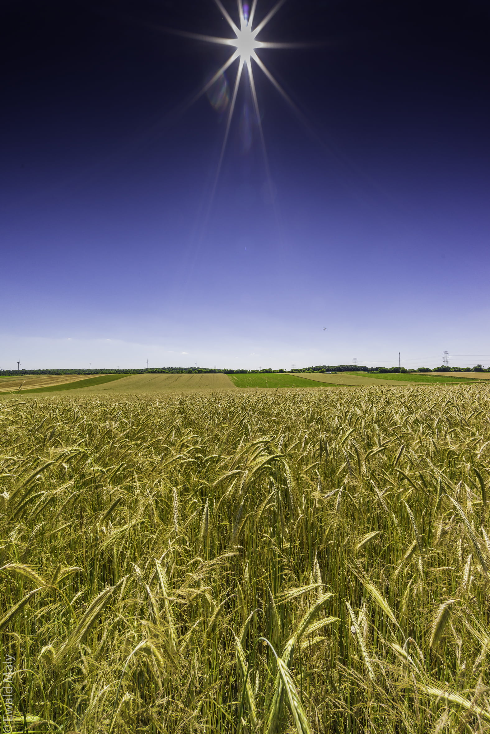 fields, green, 1080P, rice, wheatfield, Phone HD Wallpaper