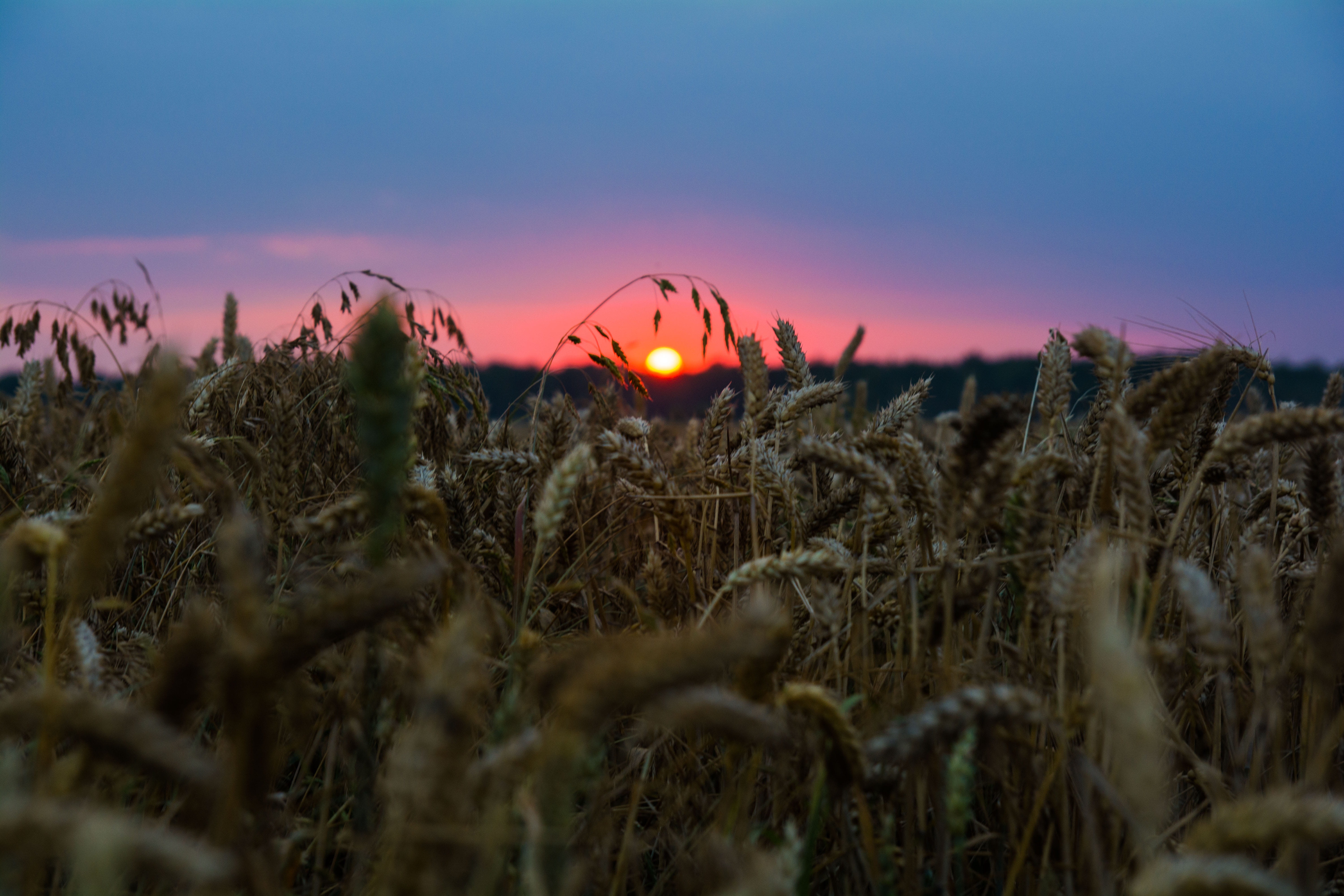 rural scene, orange color, no people, beauty in nature, sun, 5K, outdoors, tranquility, agriculture, nature, plant, field, wheat, growth, environment, HD Wallpaper