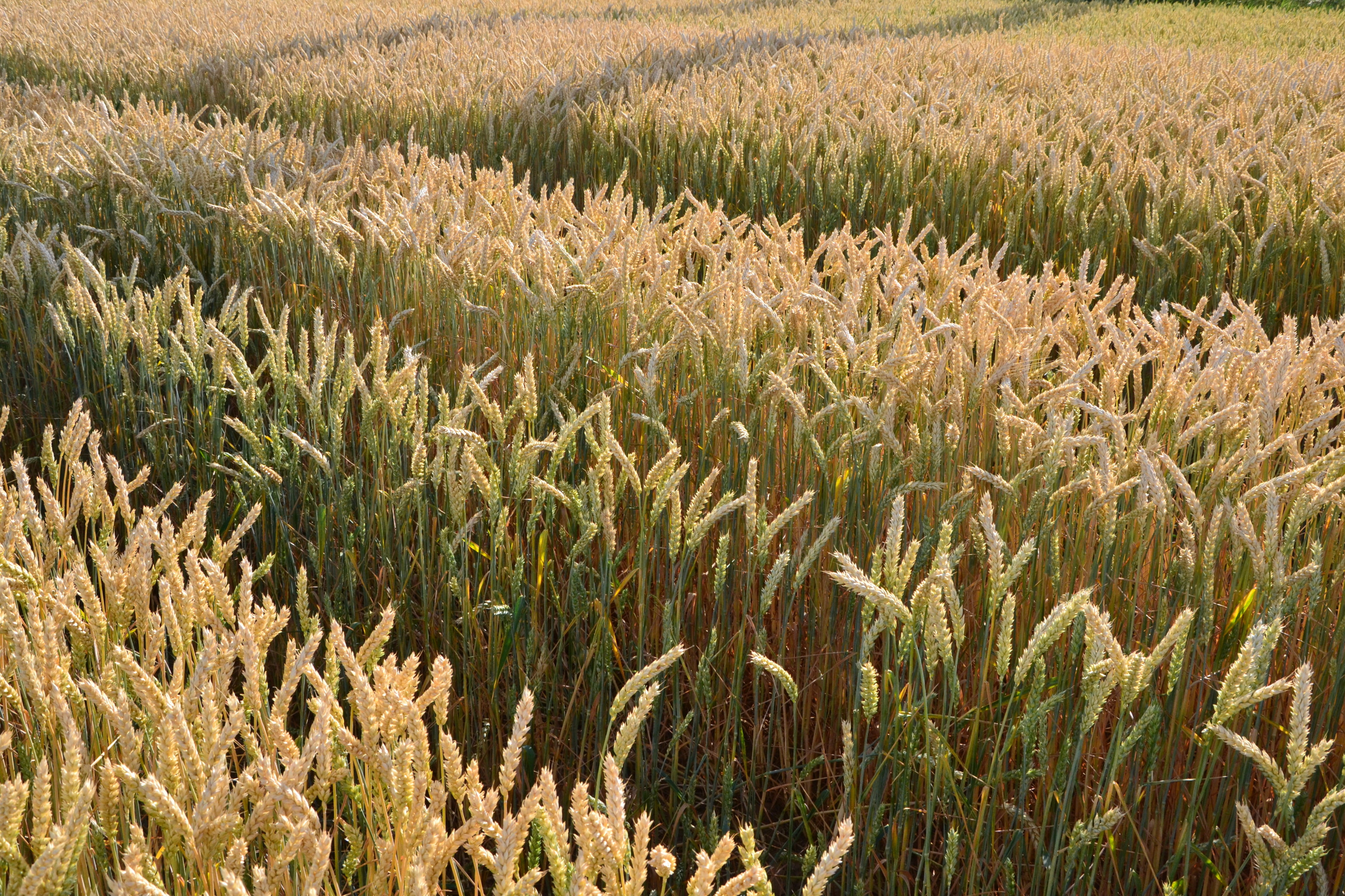 cereal plant, nature, stalk, by chaitanya k, agriculture, rural Scene, no people, shadow, tranquil scene, tranquility, light, crop, day, growth, landscape, HD Wallpaper