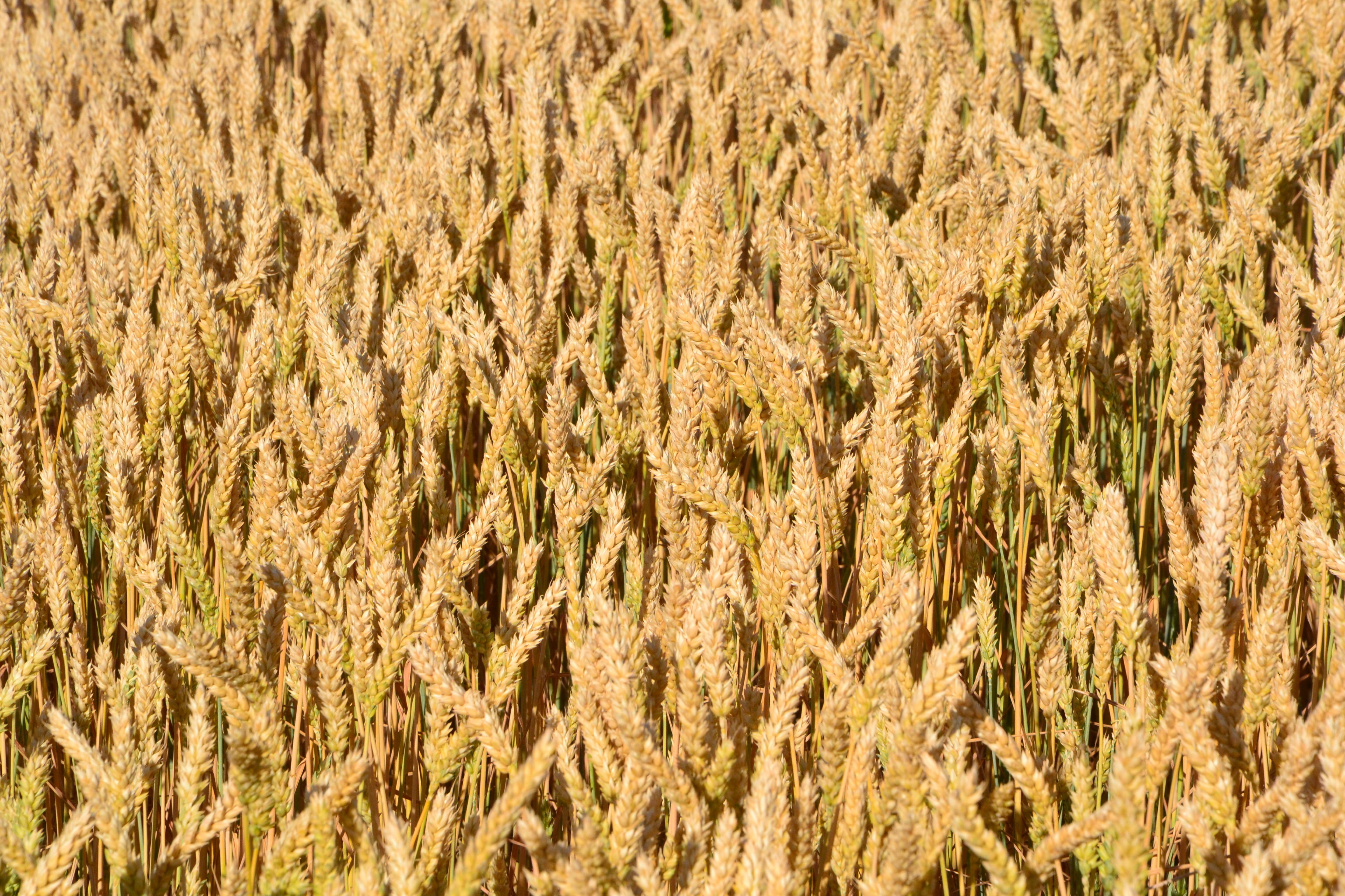 farm, sunlight, yellow, tranquility, light, wheatfield, plant, gold Colored, land, agriculture, growth, environment, cornfield, 4K, nature, shadow, summer, HD Wallpaper