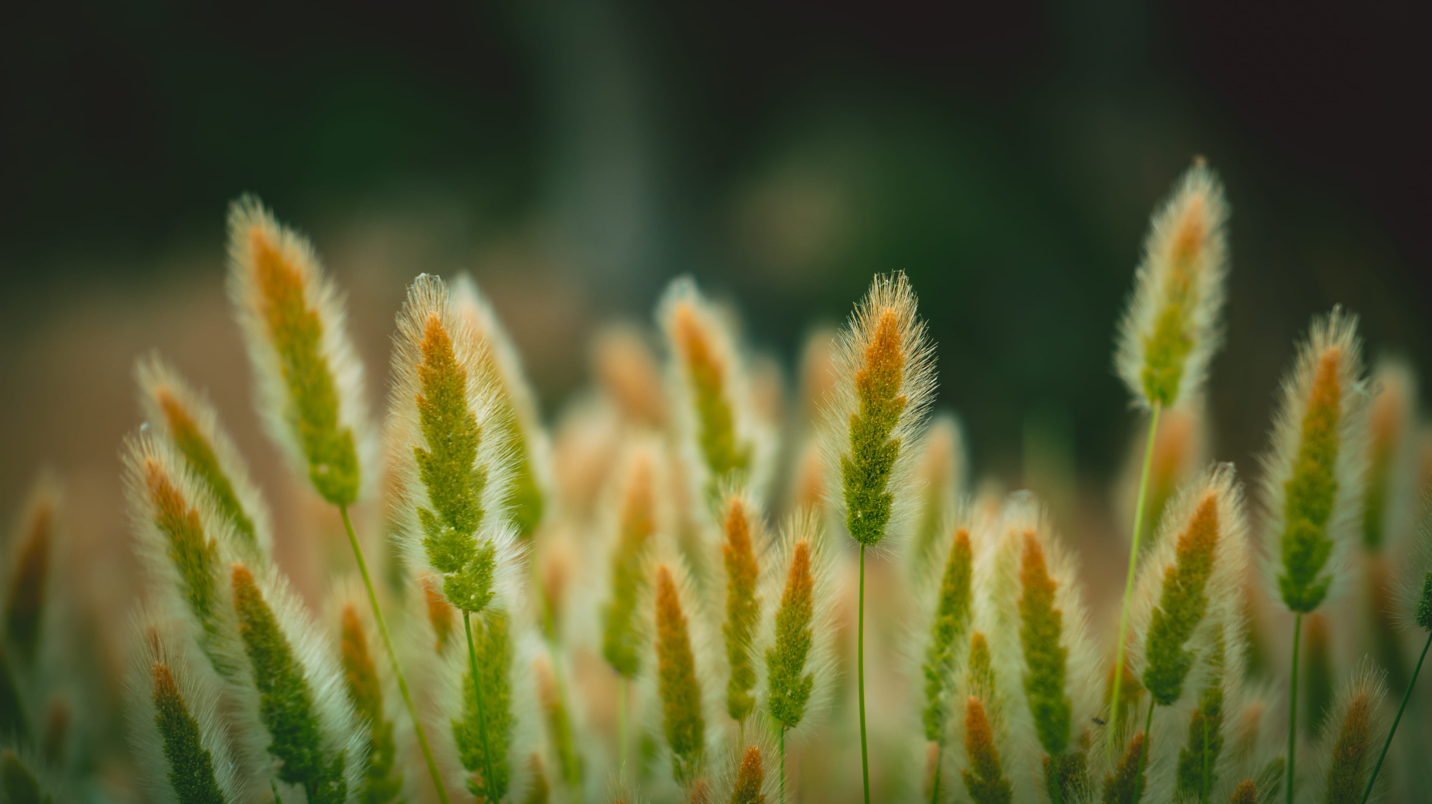 plant, field, day, no people, close-up, growth, plants, beauty in nature, land, green color, natural, shallow, nature, crop, focus, photography, outdoors, HD Wallpaper