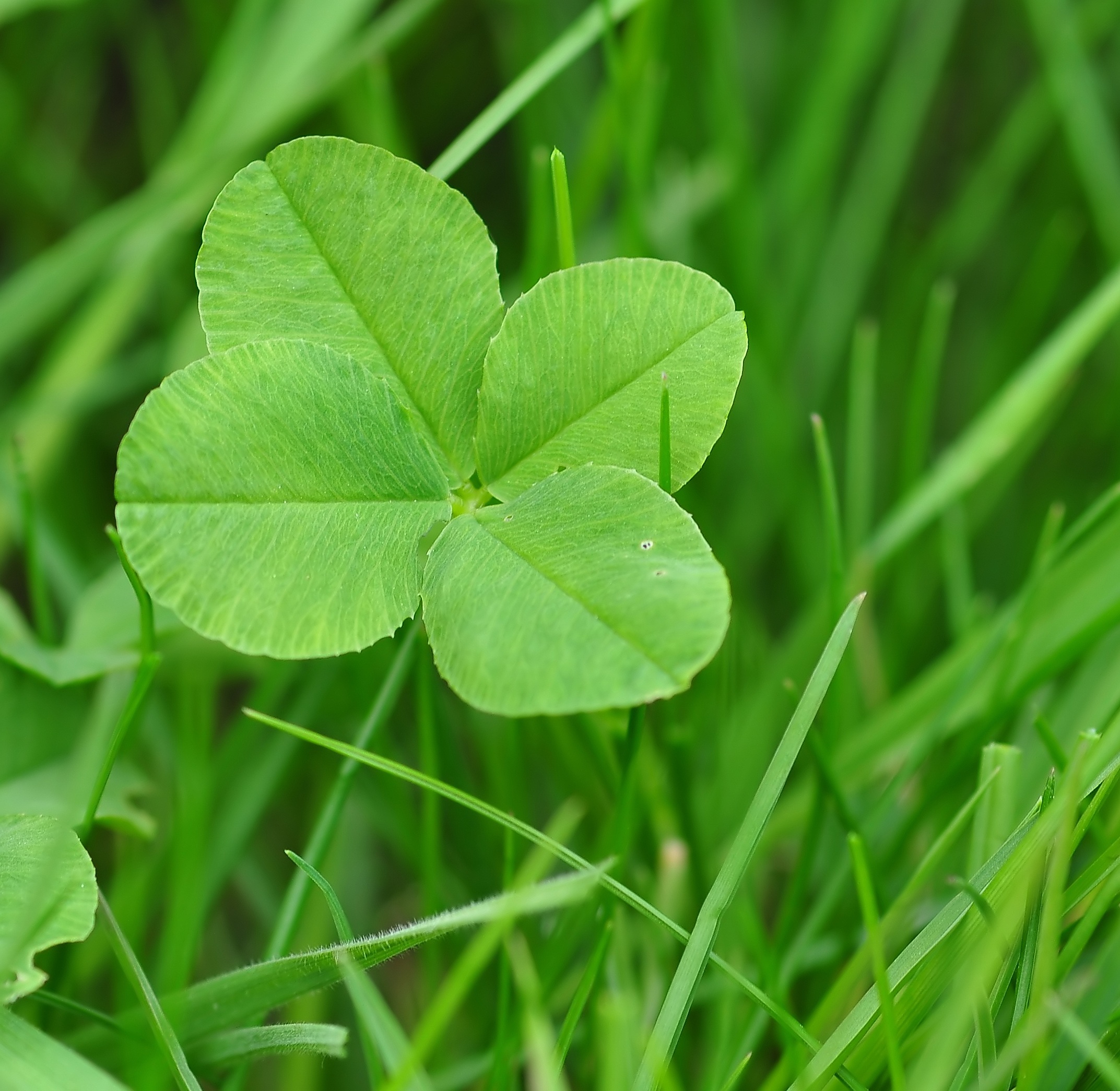 vulnerability, focus on foreground, klee, photography, selective focus, four leaf clover, green, growth, shamrocks, high angle view, outdoors, focus, leaves, HD Wallpaper